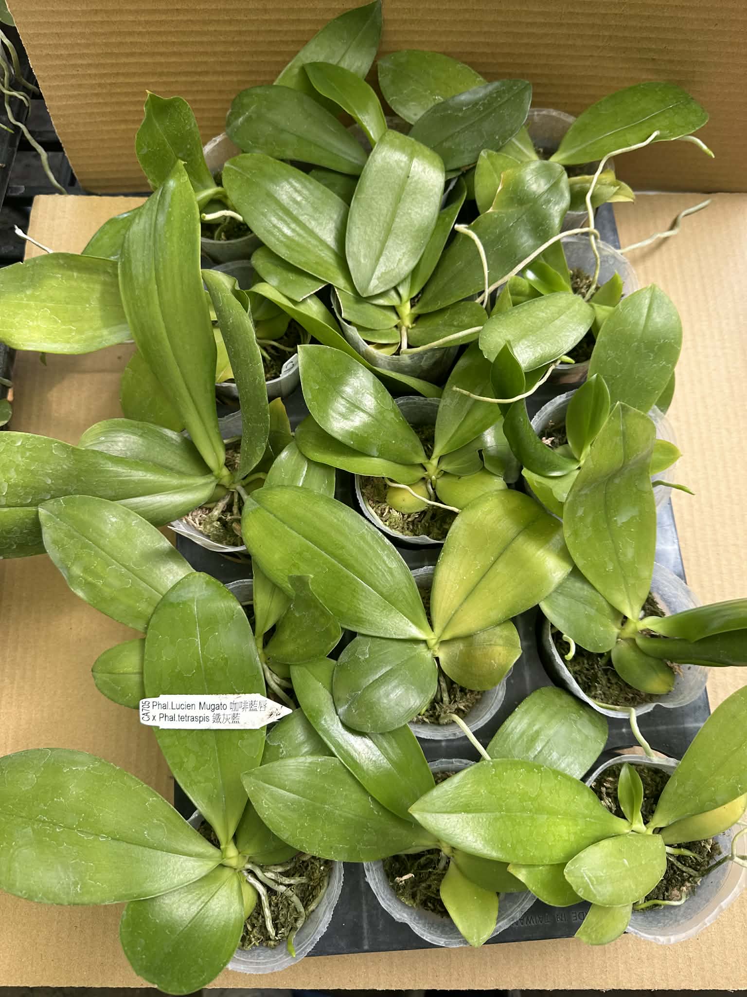 Tray of CA705 Phal Lucien Mugato x Tetraspis orchid seedlings in 2.5-inch pots, bloom-ready and ideal for collectors.
