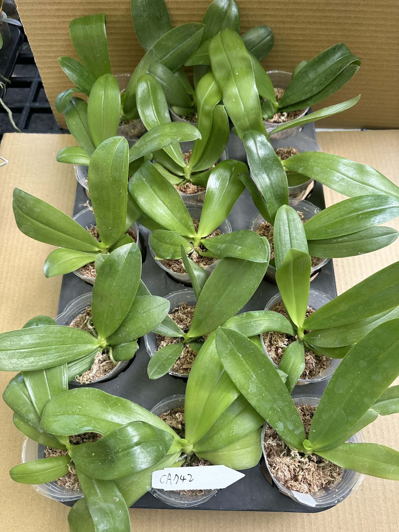 Fragrant Novelty Phalaenopsis Seedlings - For Sale, young orchid plants in 2.5-inch pots with healthy green leaves, labeled CA742.