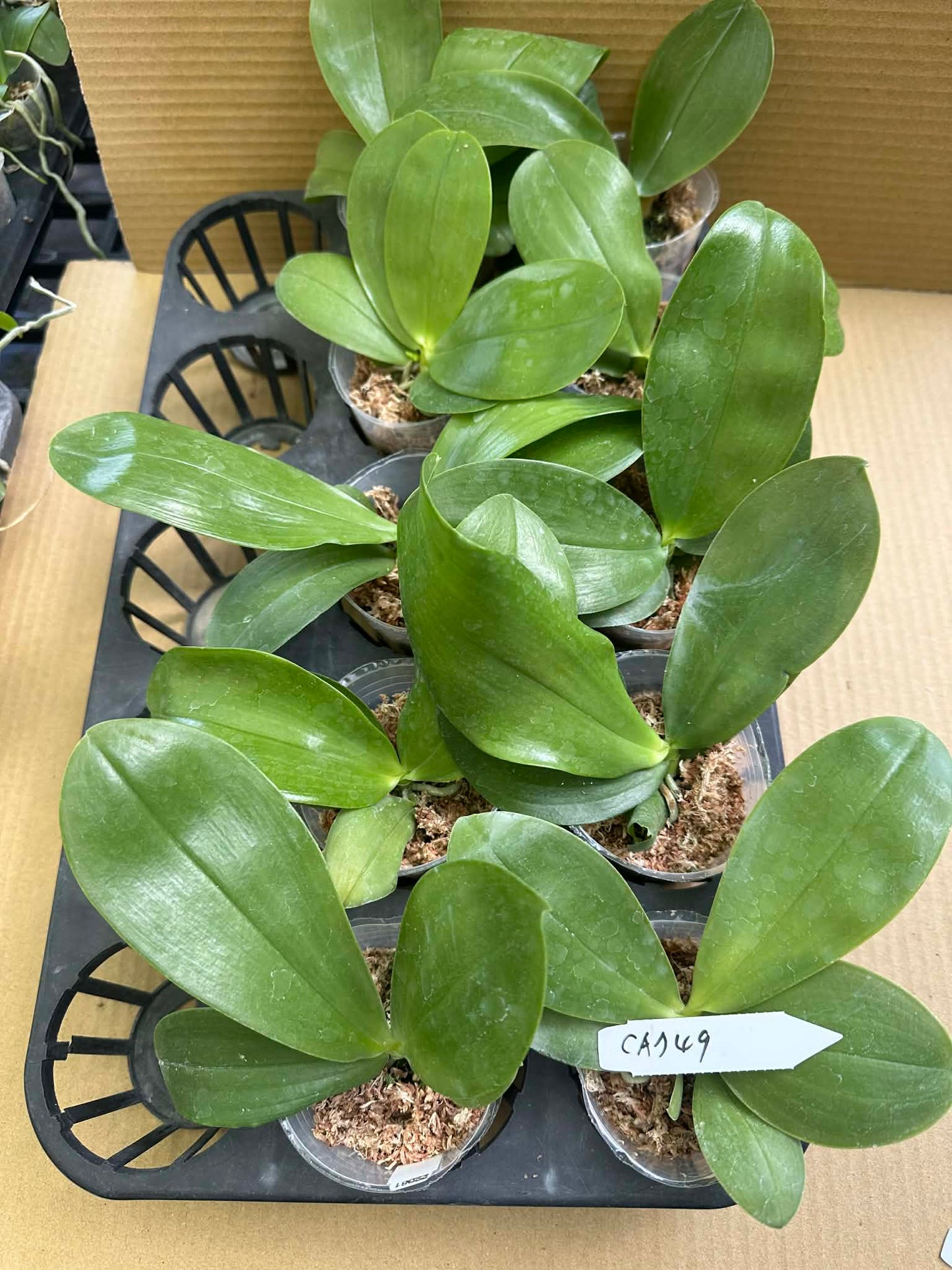 Healthy green orchid plants in pots for home gardening