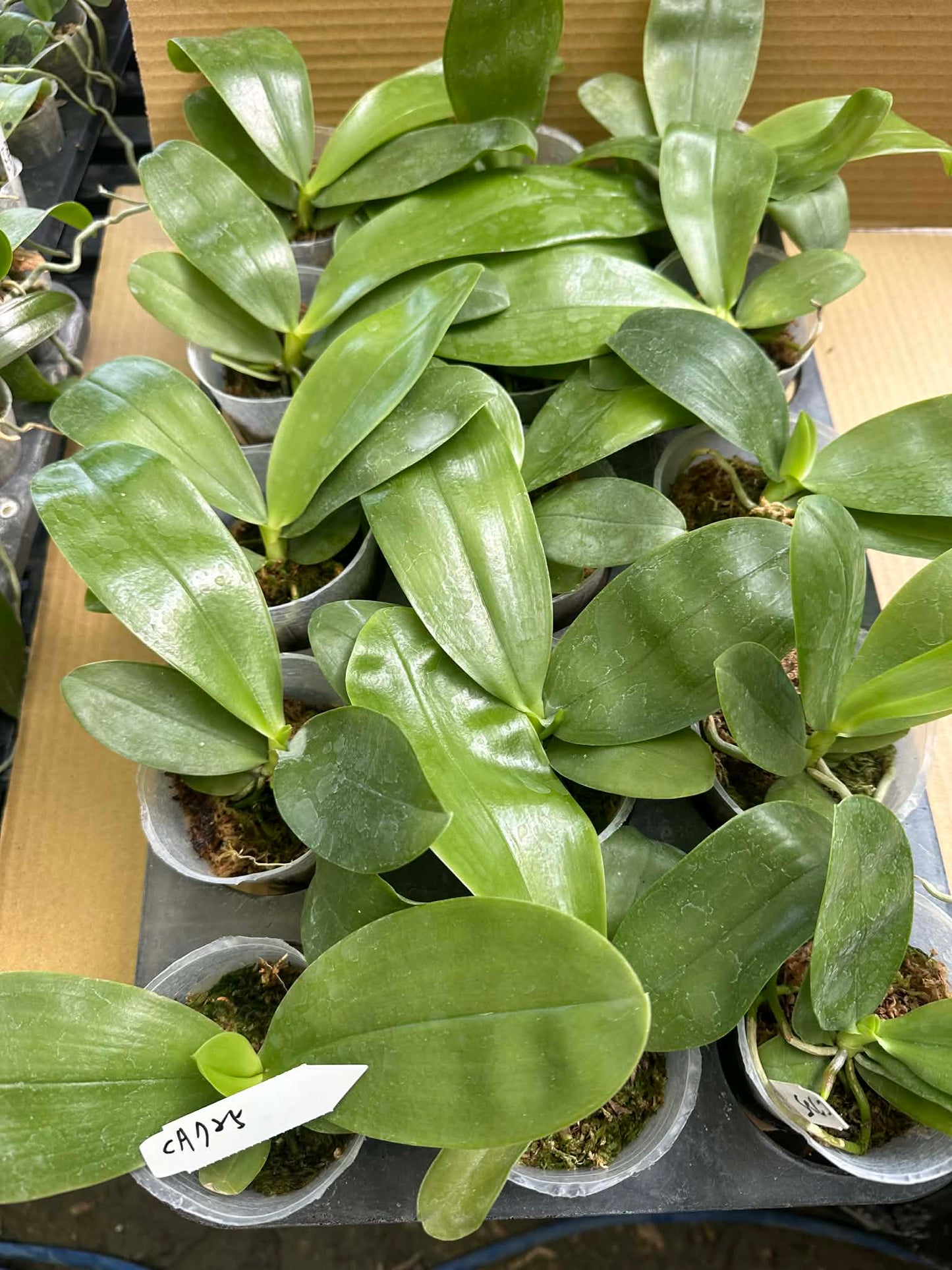 Green Phalaenopsis orchid with broad leaves in pots