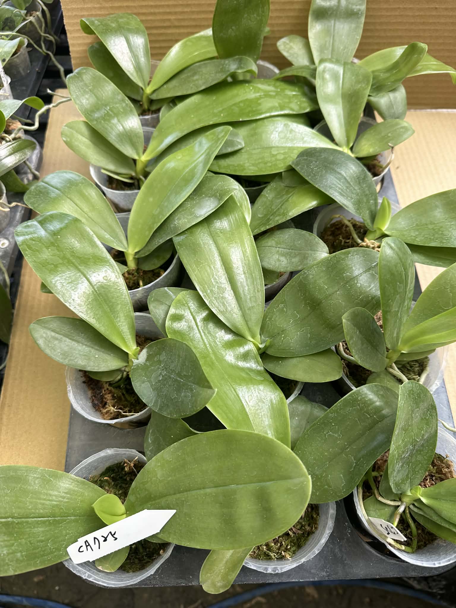 Green Phalaenopsis orchid with broad leaves in pots