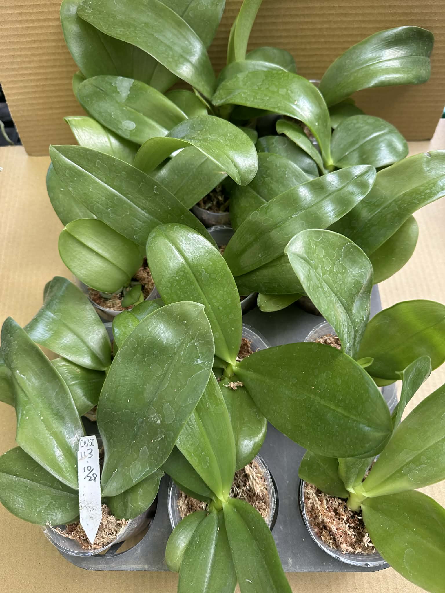 Young Phal. Lucien Purple - Fragrant Phalaenopsis seedlings in 2.5” pots, ideal for orchid collectors and home garden enthusiasts.