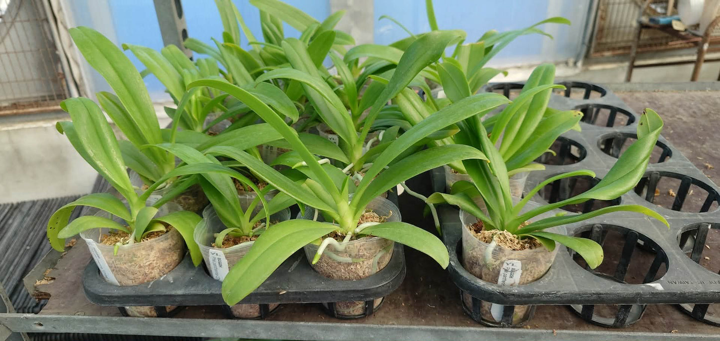 Young Phalaenopsis pantherina 'Chiba' Orchid plants in 2.5 inch pots, ready for home or garden growing, from HCorchids novelty orchid collection.