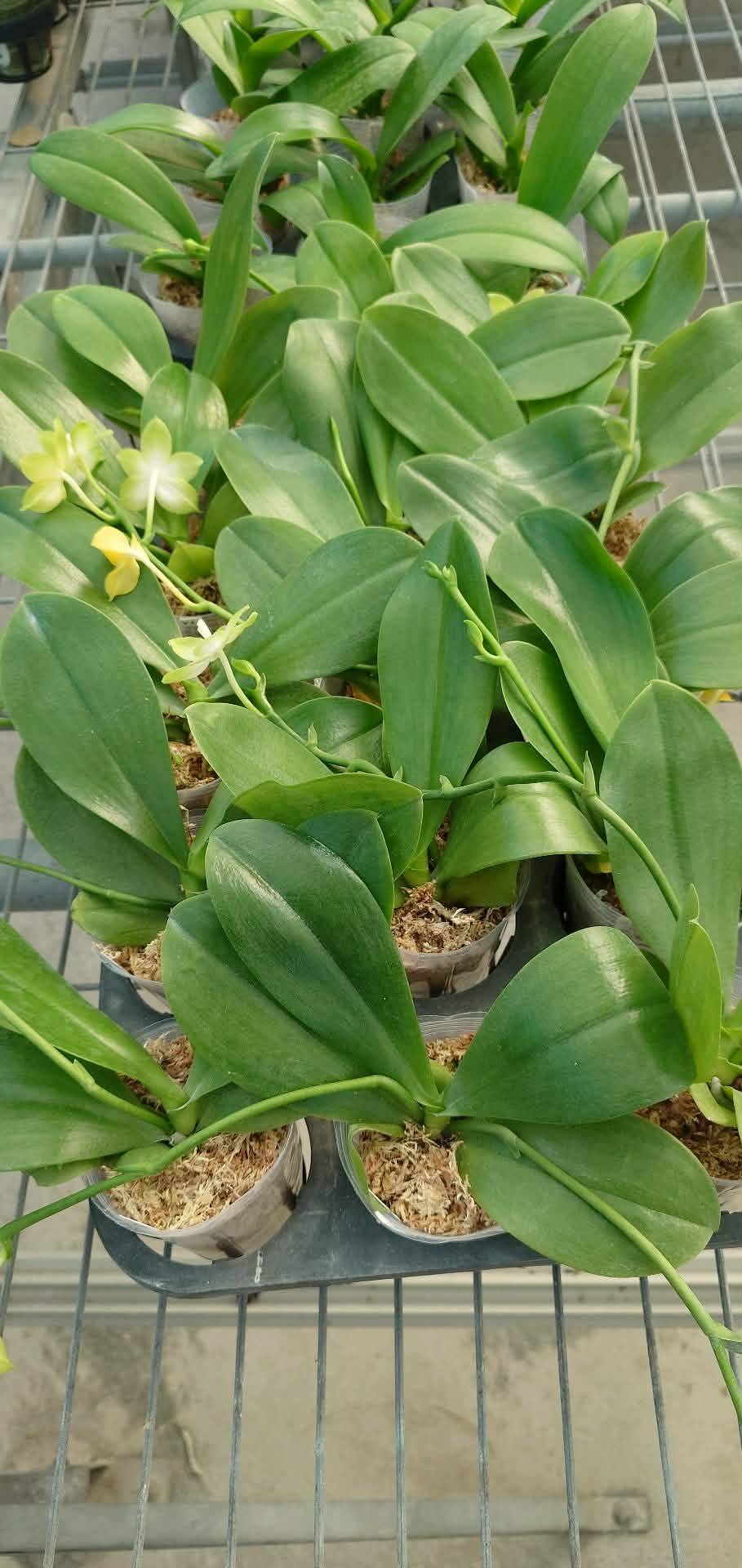 Multiple potted YL108 - Phal. Rainbow Falconer Orchids in bloom size with lush green leaves, perfect for home and garden plant enthusiasts.