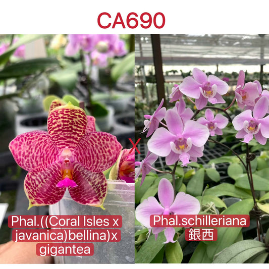 Fragrant Phalaenopsis Hybrid Seedlings - Unique Bloom Orchid cross of Coral Isles, javanica, bellina, gigantea, and schilleriana with vibrant pink and magenta flowers.