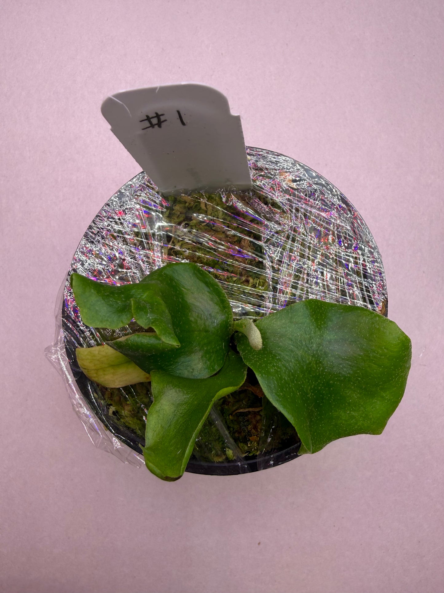 Young Platycerium Endless Spore select Willinckii in pot #1, wrapped for shipping, showing early compact leaf growth.