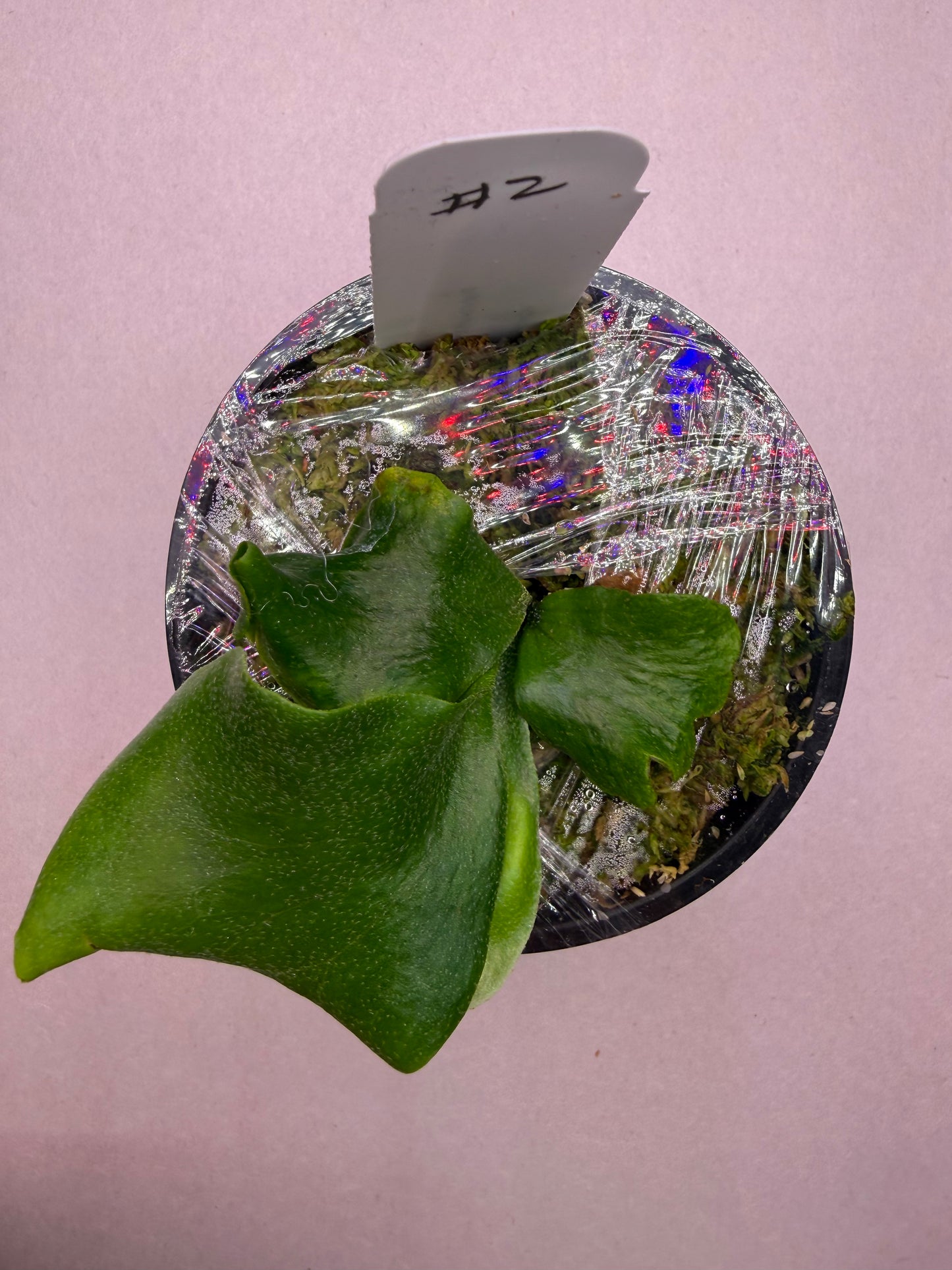 Platycerium Endless Spore select Willinckii in pot #2, healthy starter plant with mutation traits, ideal for home garden collections.