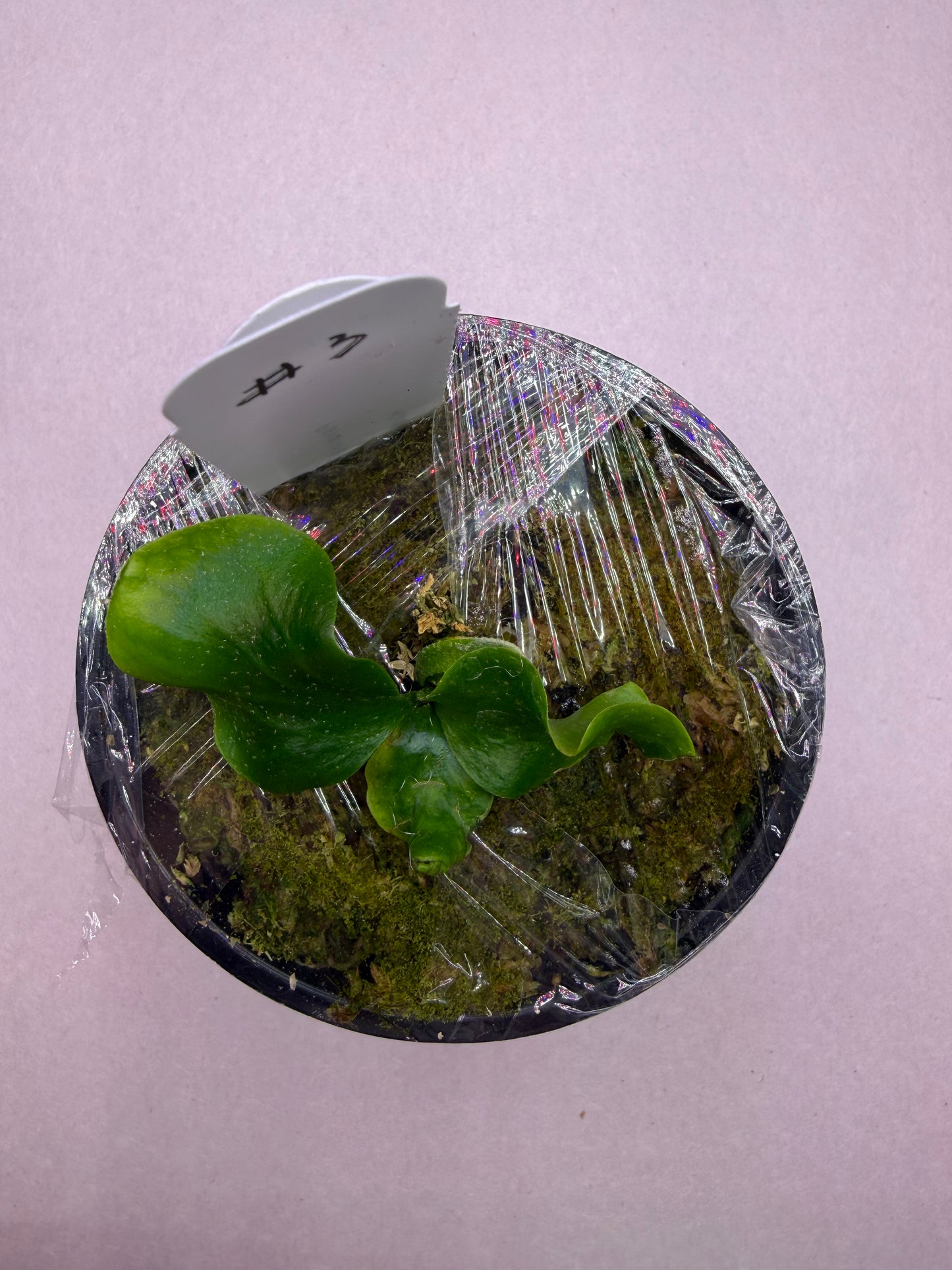 Pot #3 of Platycerium Endless Spore select Willinckii, early growth stage with moss base, great for rare plant propagation.