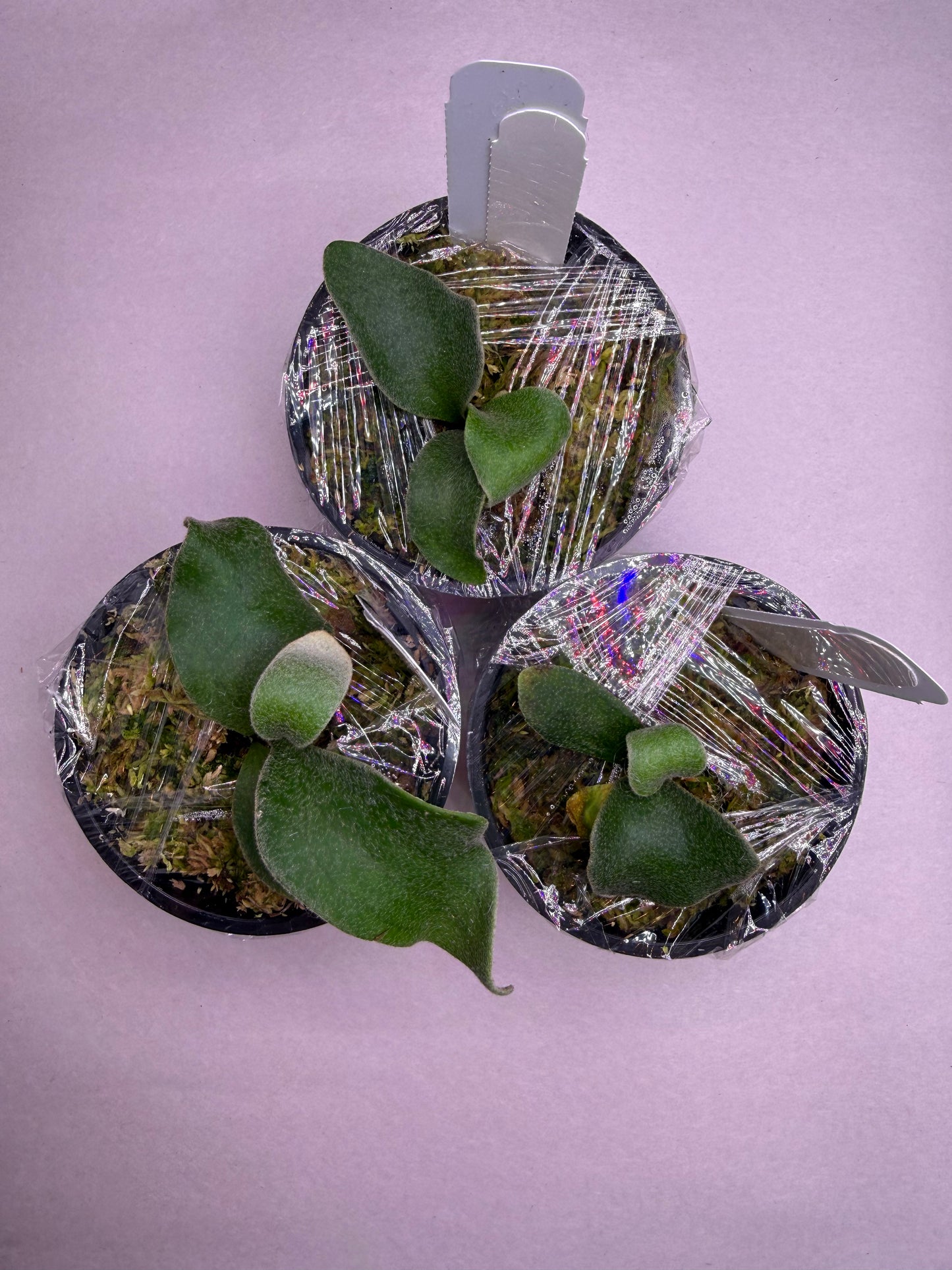 Platycerium Veitchii Auburn River Spore - Grow Your Own – HCorchids