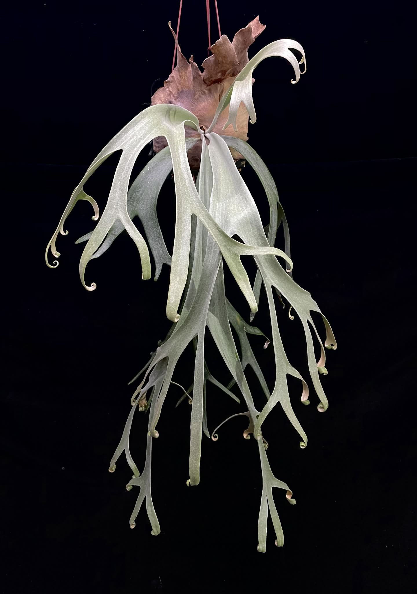 Platycerium Dwarf Select Spores - Unique Offering | Rare Plant