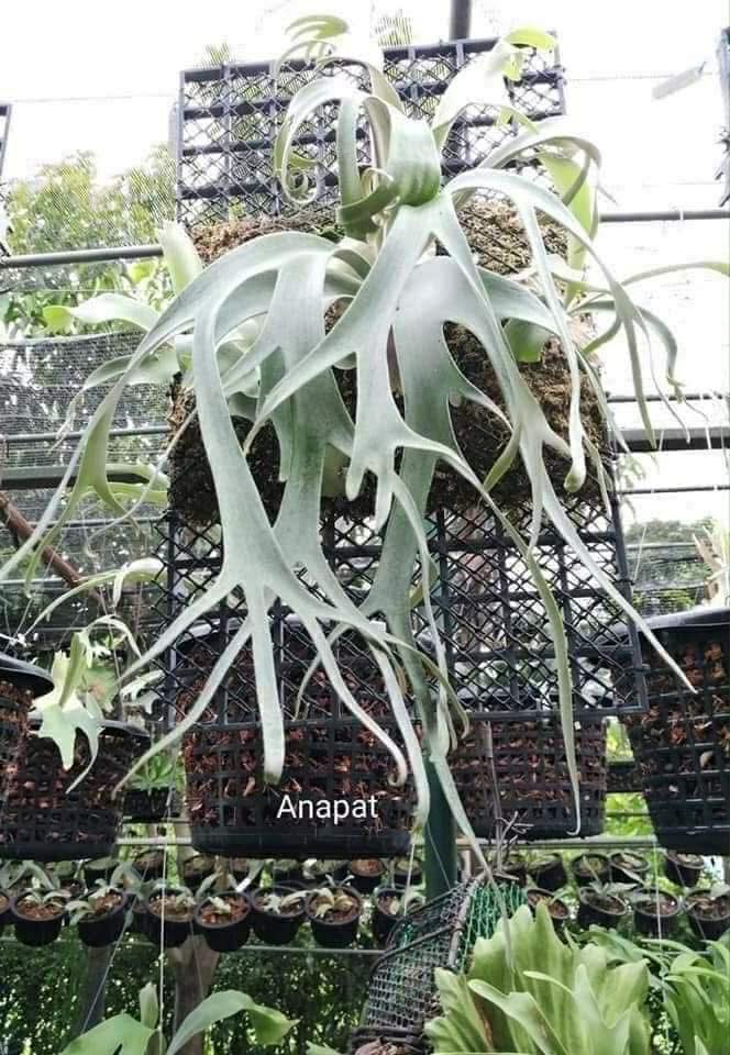 Anapat mounted on black grid for plant propagation