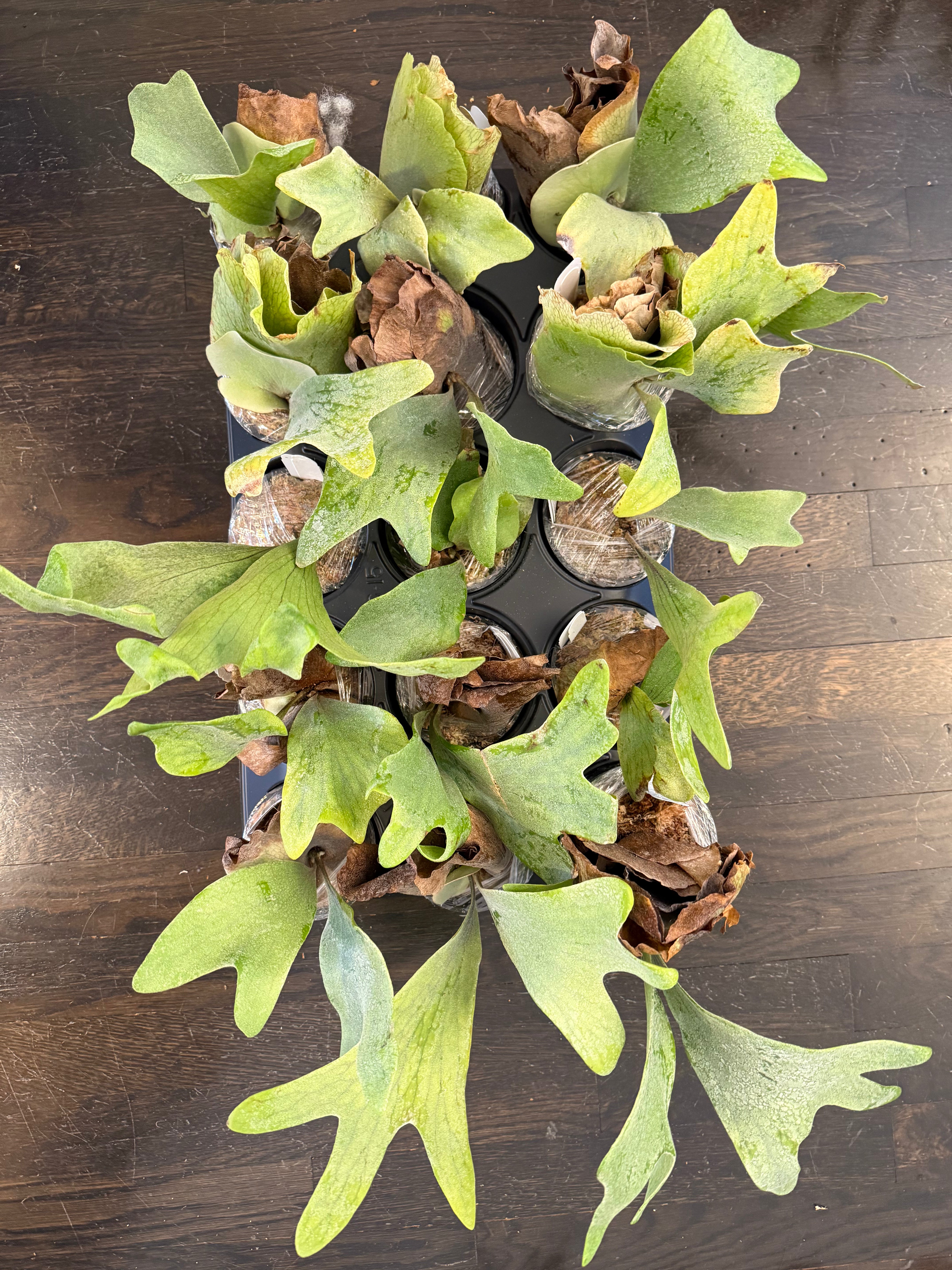 Platycerium Elephantotis Plant - Home Growth Tips – HCorchids