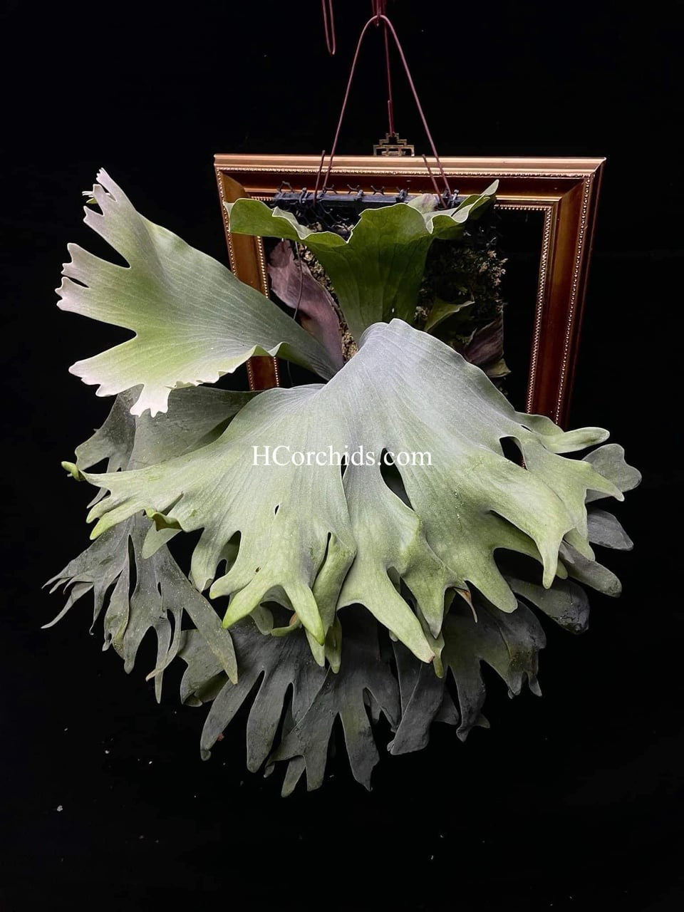 Platycerium Elephantotis Plant - Home Growth Tips – HCorchids