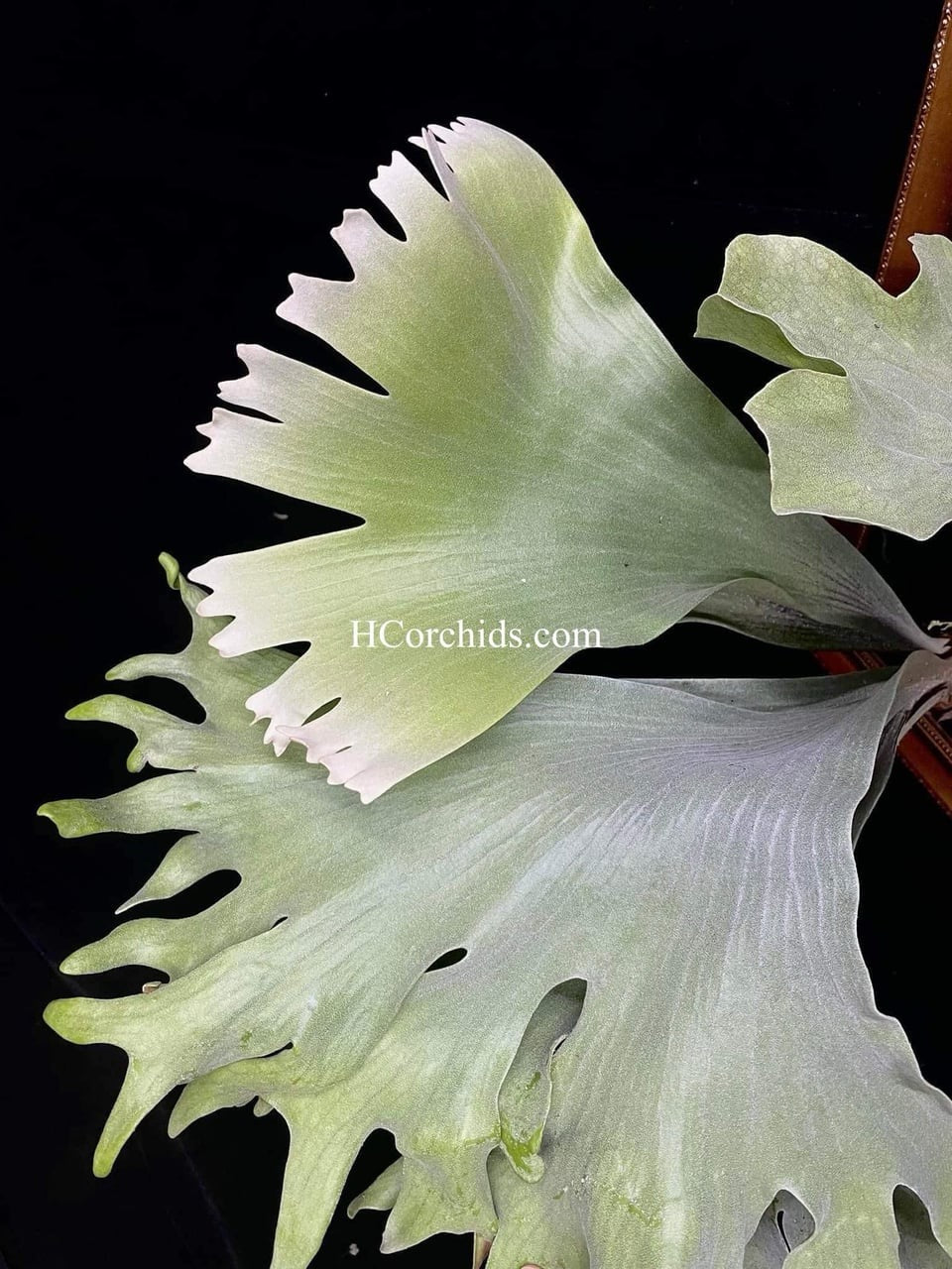 Platycerium Elephantotis Plant - Home Growth Tips – HCorchids