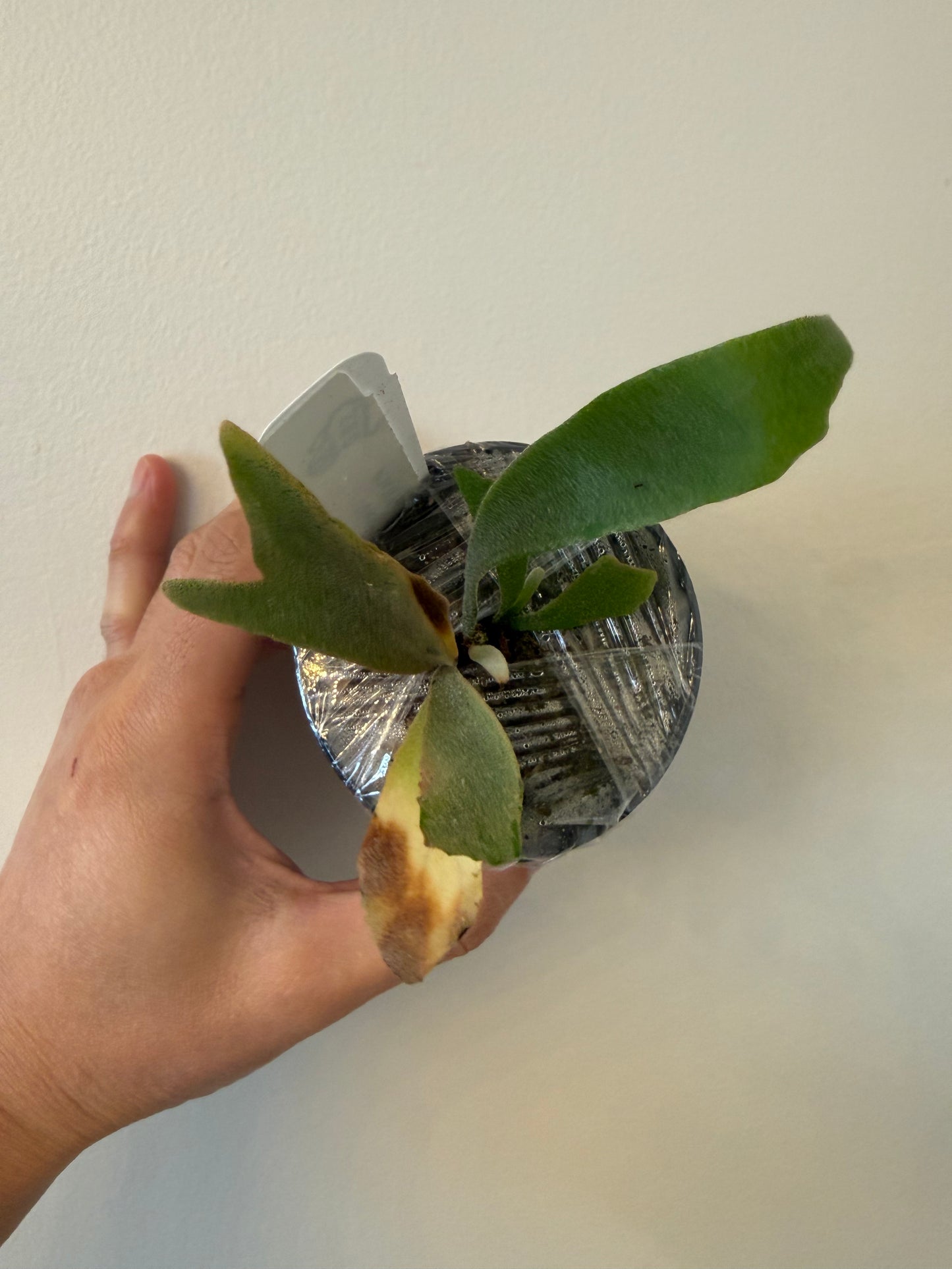 Willinckii Spur Dwarf Plant for Sale | Rare Indoor Collectible