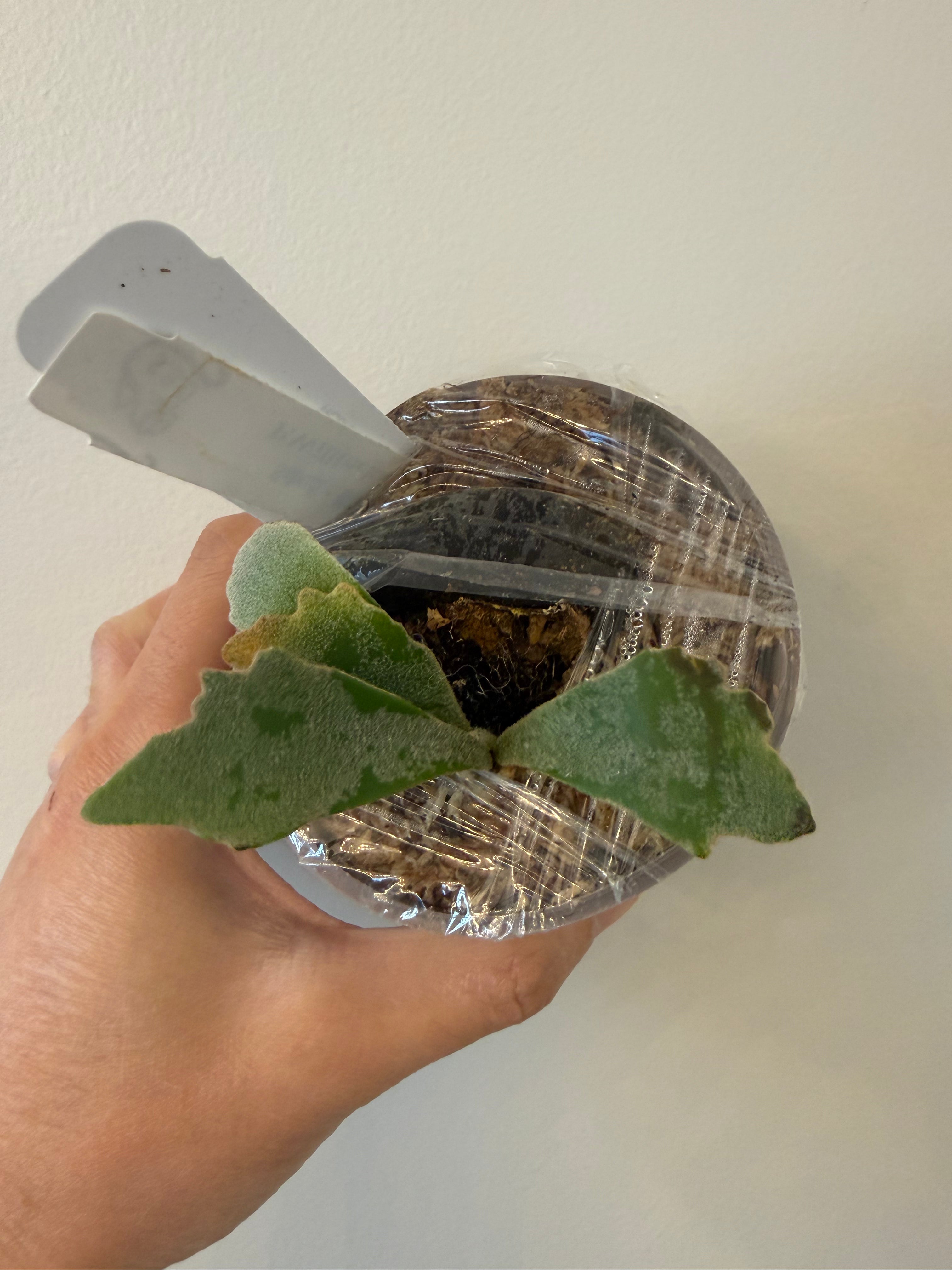 A*k様 P.Willinckii''Spur’ OC P. Willinckii 'Spur' （P. Willinckii dwarf nook spore special