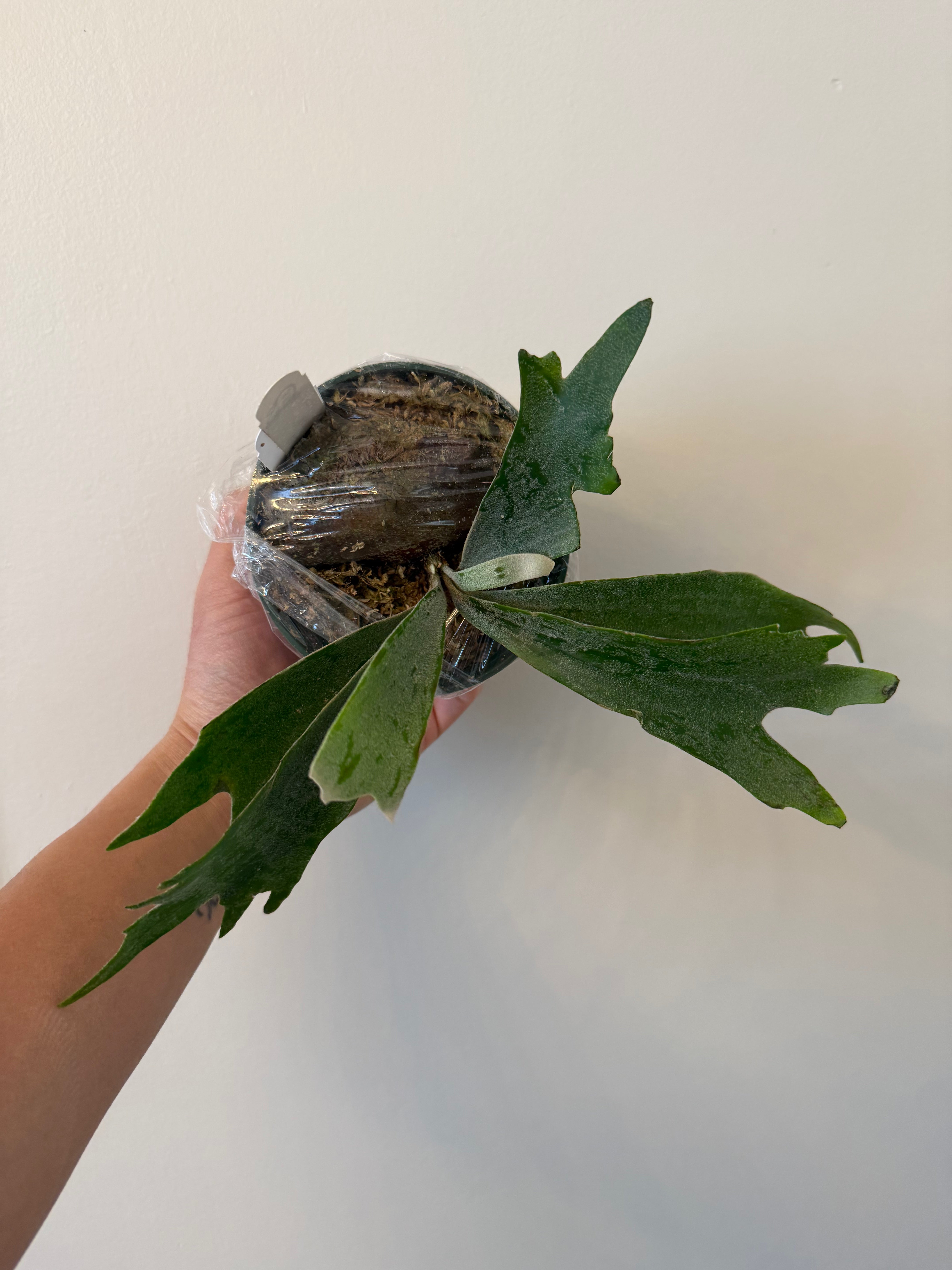 Willinckii Spur Dwarf Plant for Sale | Rare Indoor Collectible