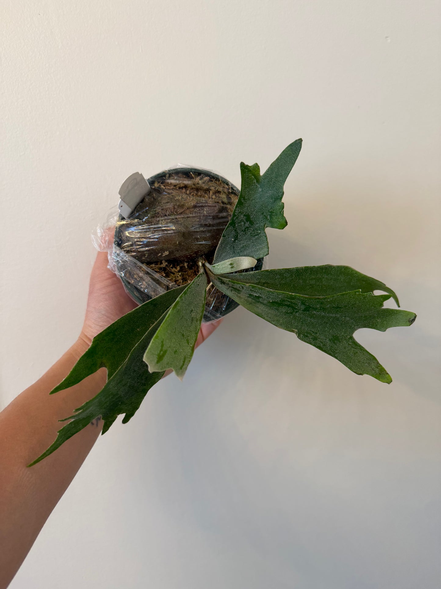 Willinckii Spur Dwarf Plant pup with elongated fronds, ready for indoor cultivation. Unique collectible fern in the staghorn family.