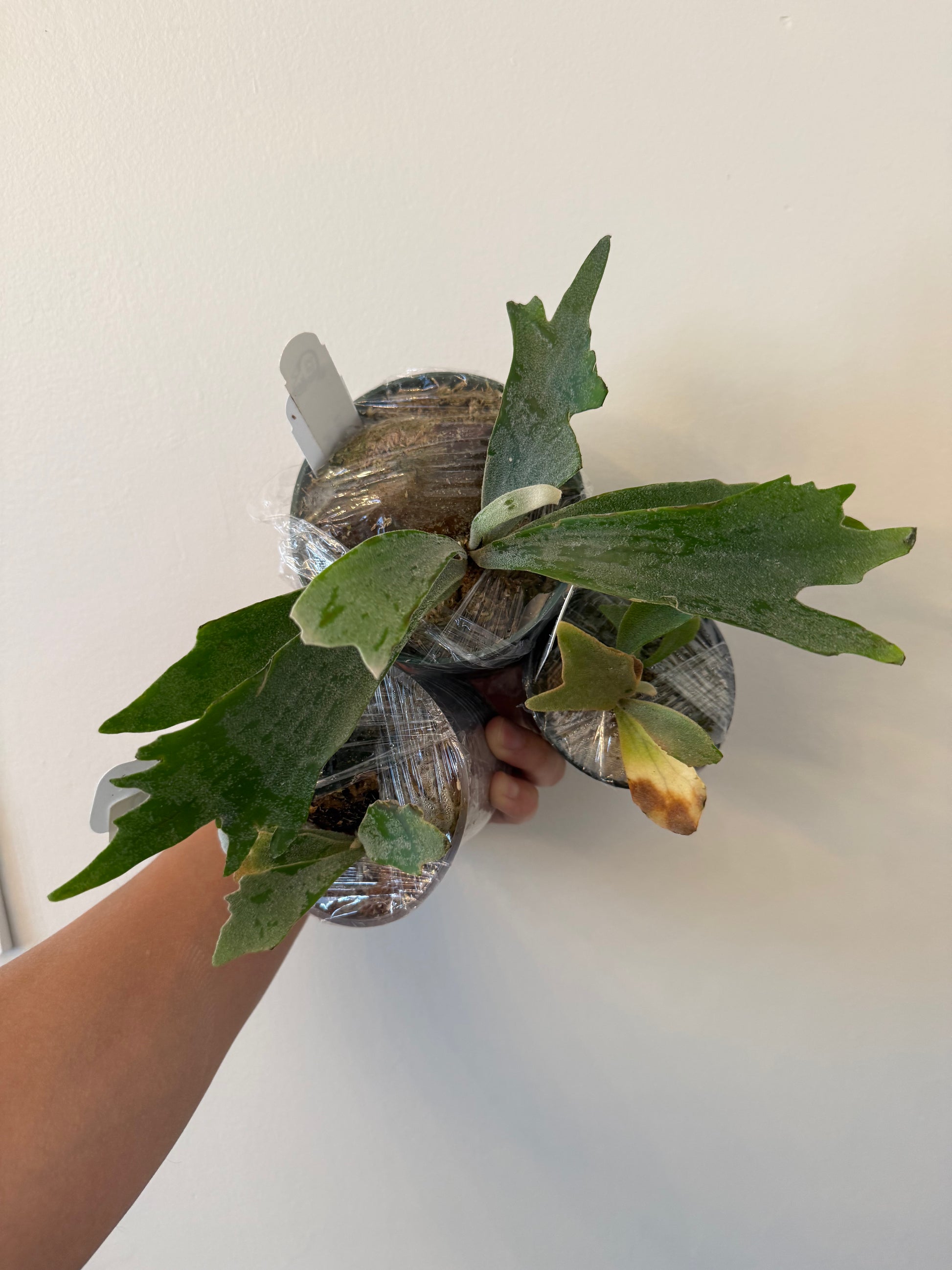 Willinckii Spur Dwarf Plant for Sale | Rare Indoor Collectible