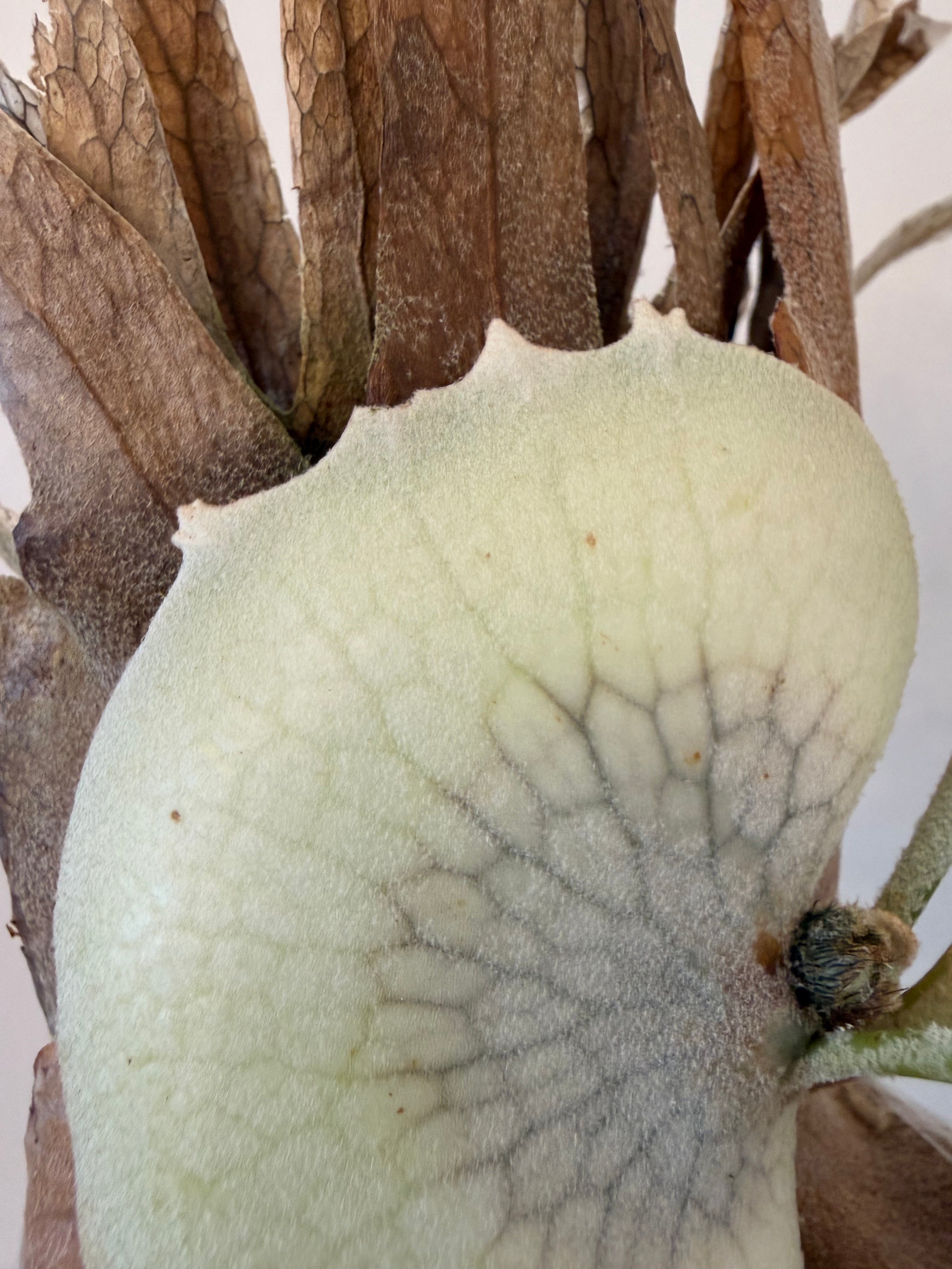 Platycerium Willinckii Bogor x Lemoinei Spores - Semi Mature Plant