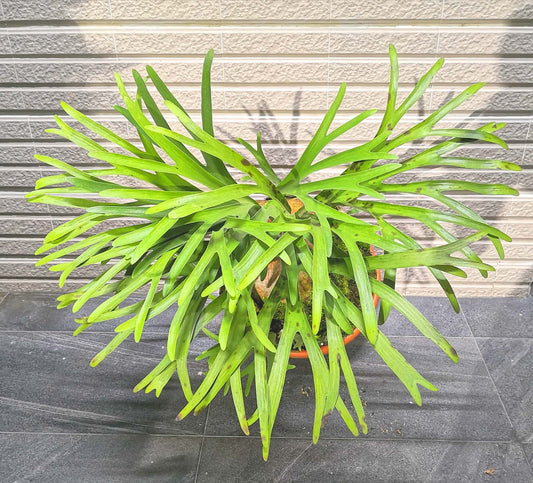 Platycerium alcicorne ‘Vassei’