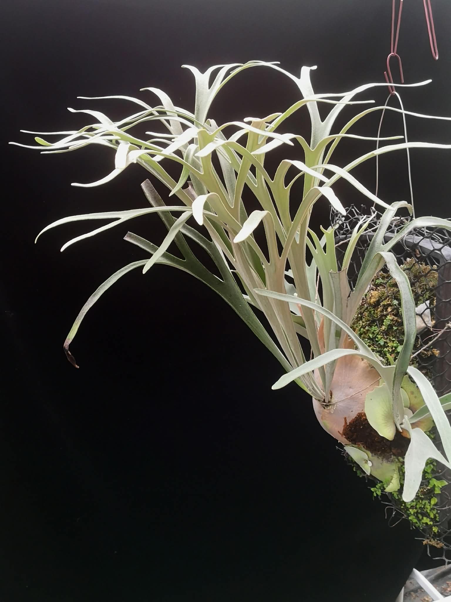 完売品OZWRT Spirit of Platycerium Veitchii Platycerium veitchii 4.5