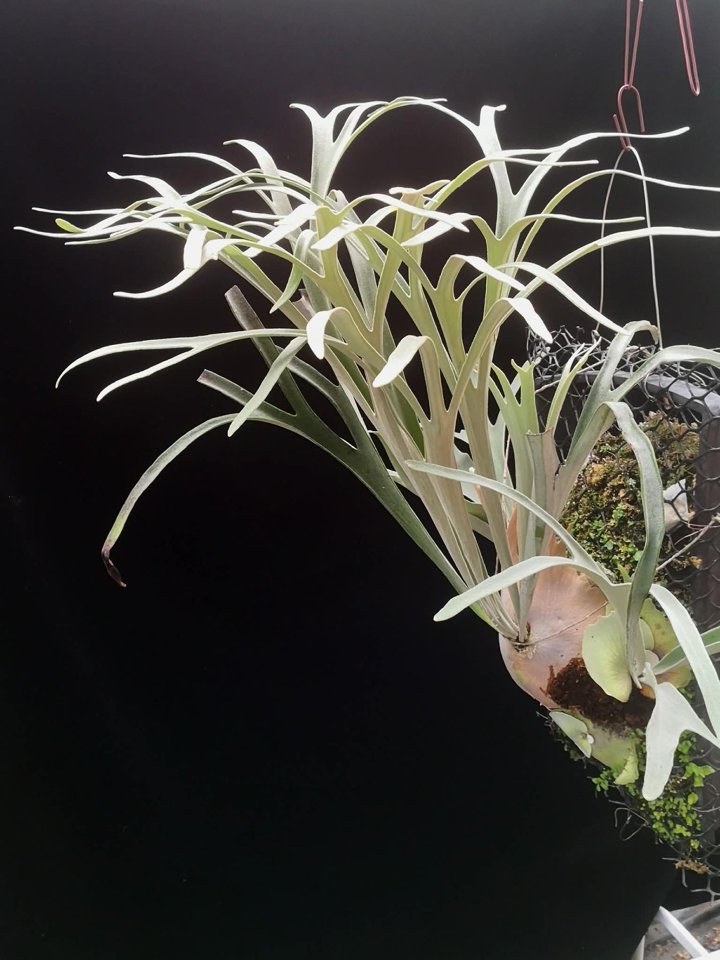 Platycerium Veitchii Lemoinei