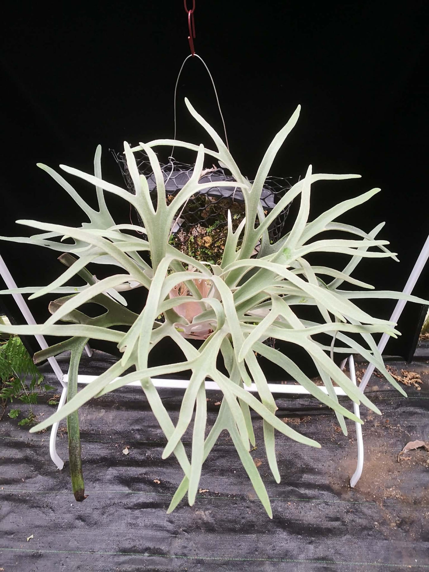 Platycerium Veitchii Lemoinei