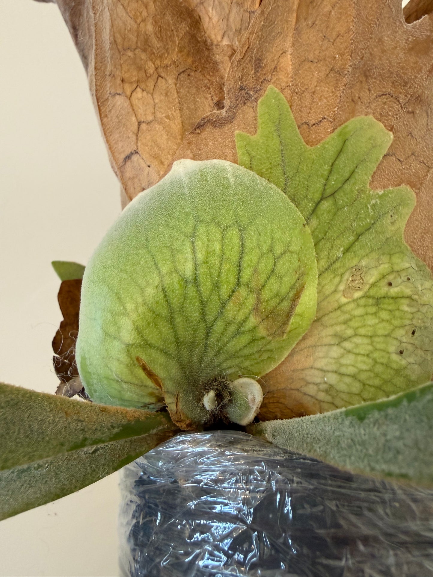 Platycerium Willinckii Dwarf Tatsuta x Lemoinei spore