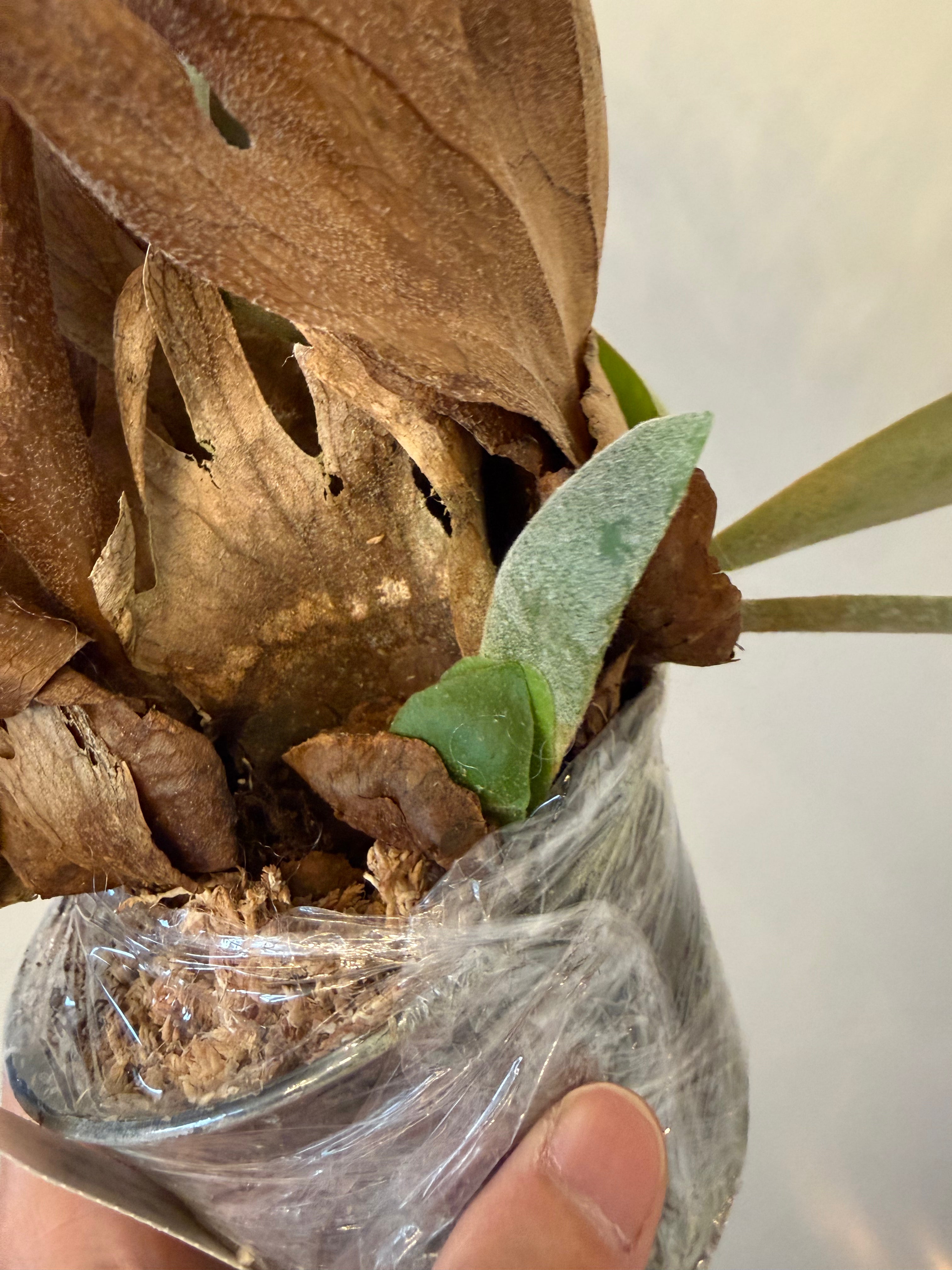Platycerium Willinckii Dwarf Spore - Spore Mix | Mount Ready