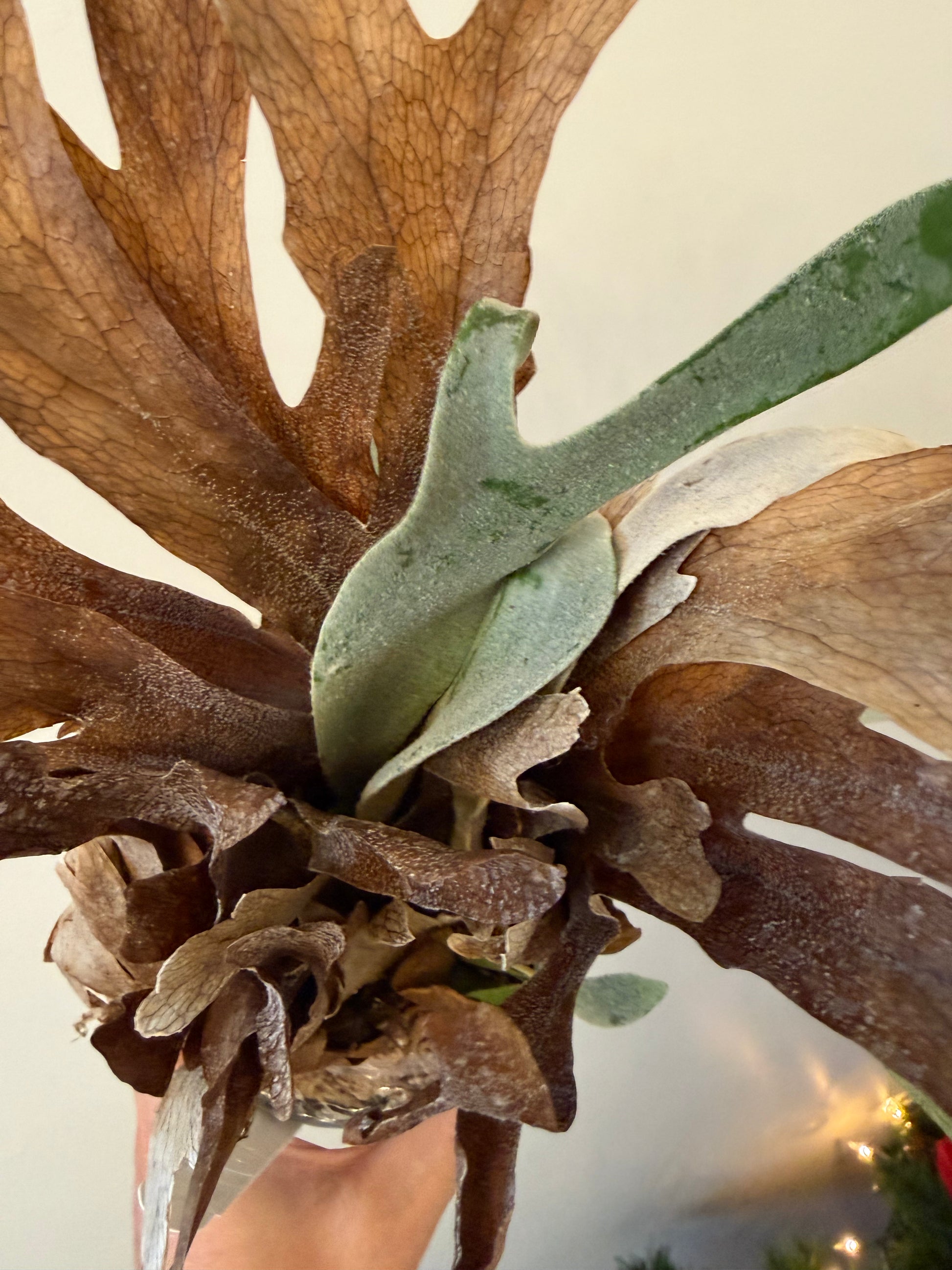 Platycerium Willinckii Dwarf Spore - Spore Mix | Mount Ready Platycerium Willinckii Dwarf Spore - Spore Mix | Mount Ready