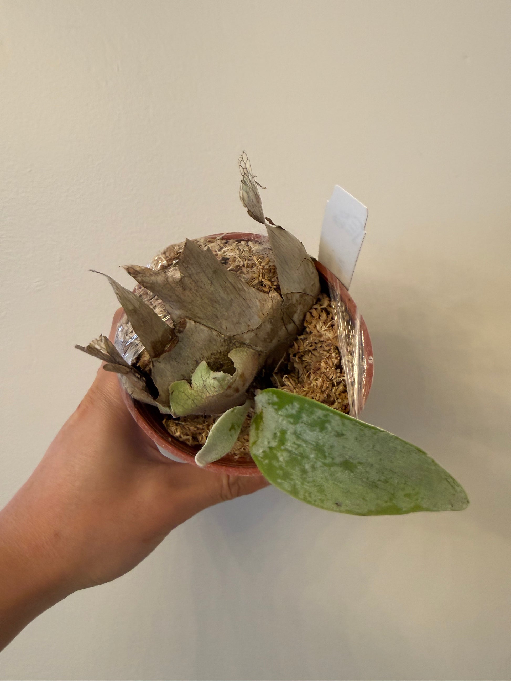 Platycerium Veitchii Plant for Sale| Rare Collectible Medium Size Platycerium Veitchii Plant for Sale| Rare Collectible Medium Size