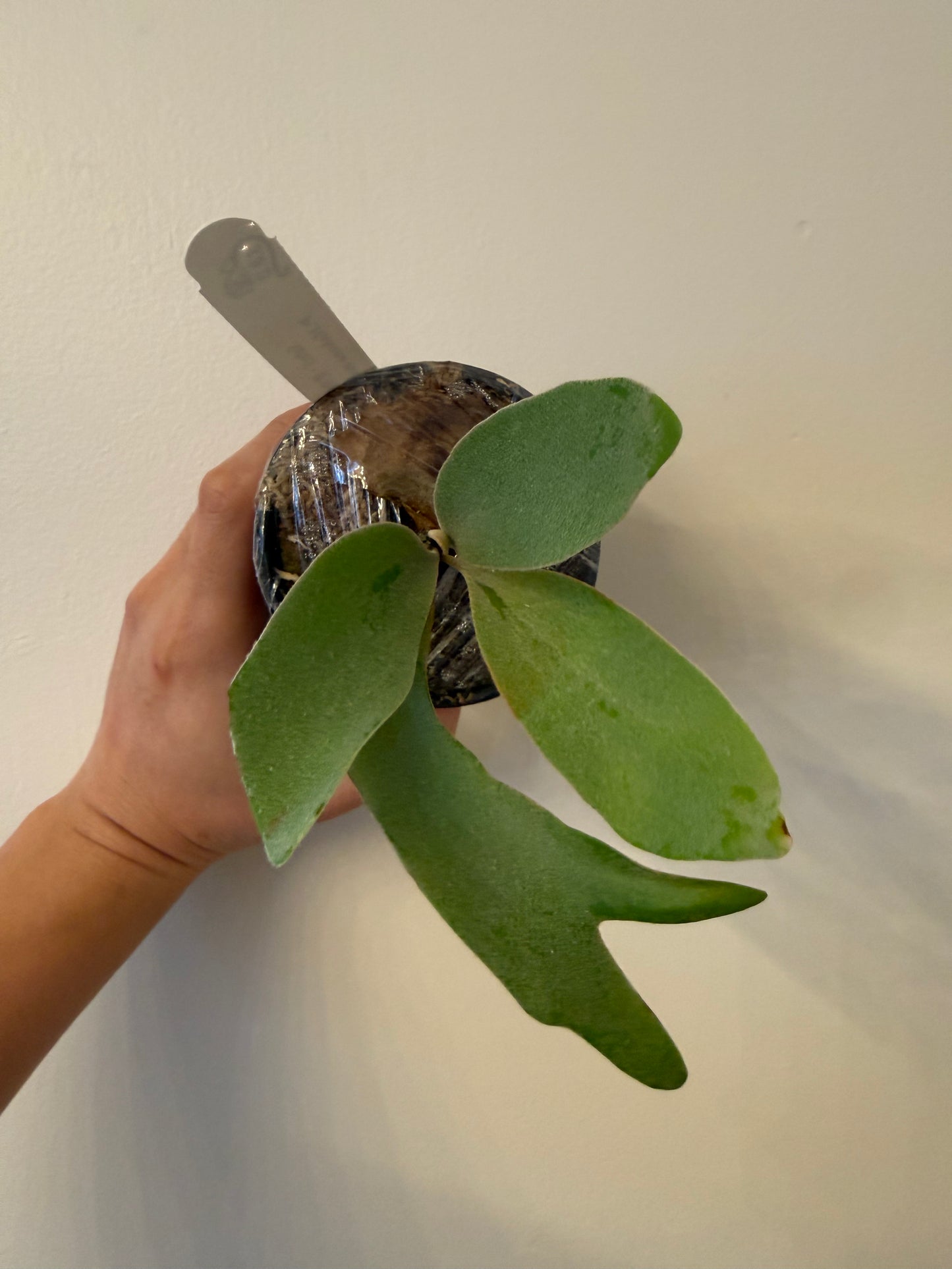 Platycerium Hakuna Matata