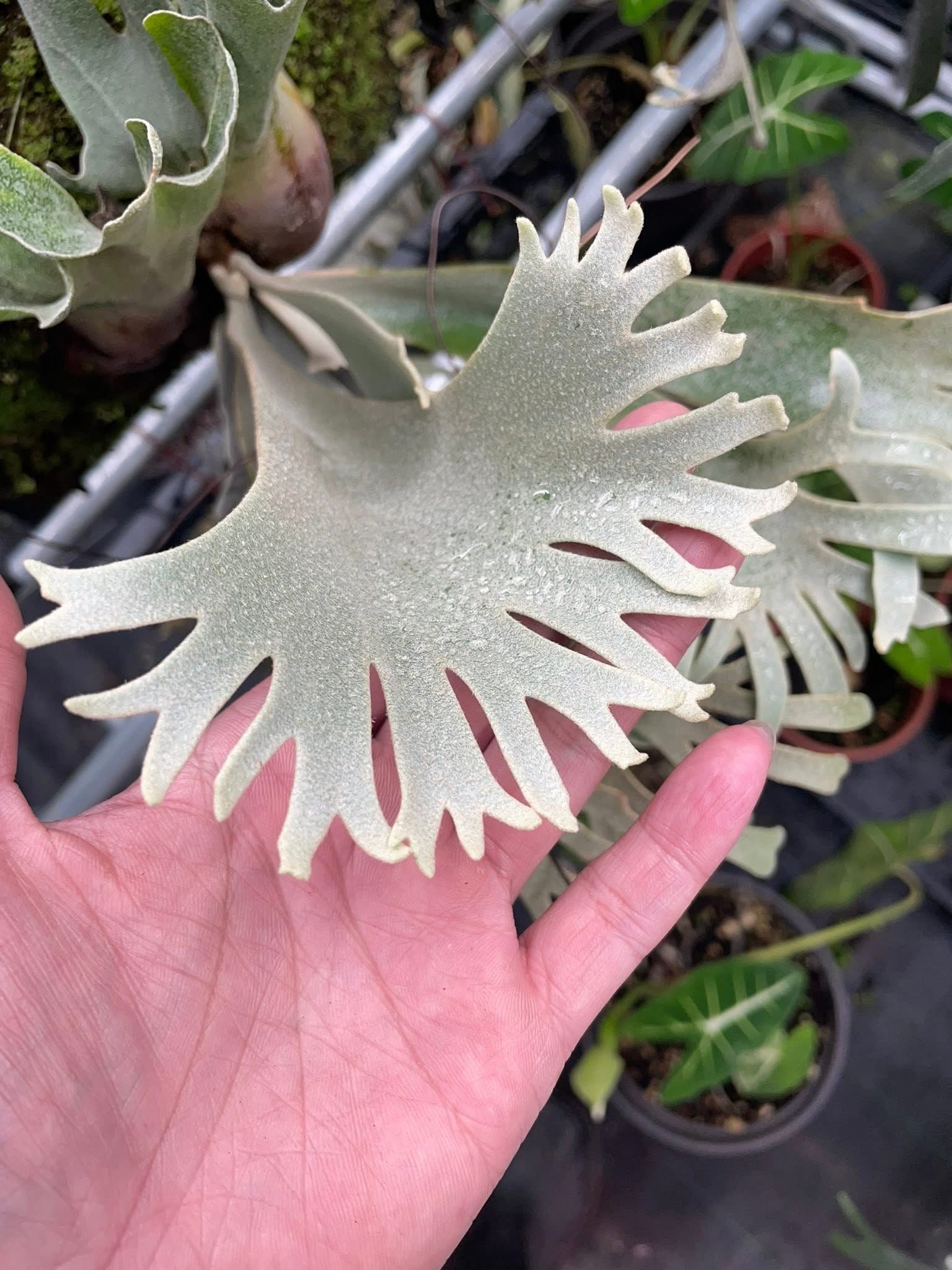 Platycerium Willinckii Plant - Willinckii Plant | Semi Mature Pup