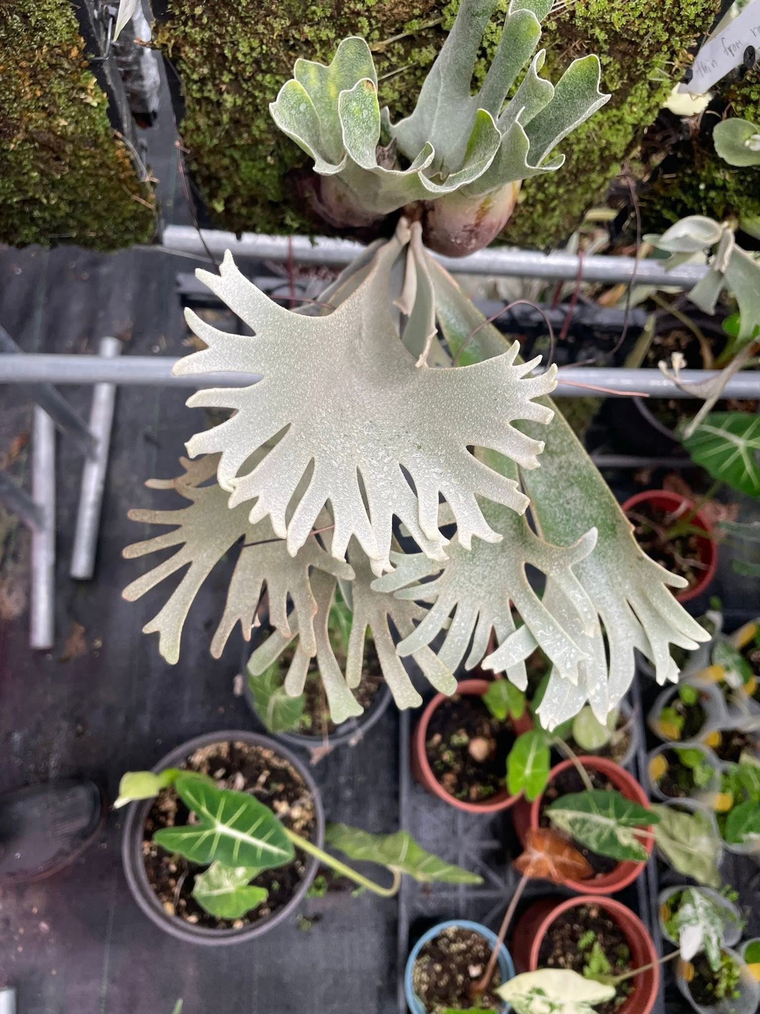 Platycerium Willinckii Plant - Willinckii Plant | Semi Mature Pup