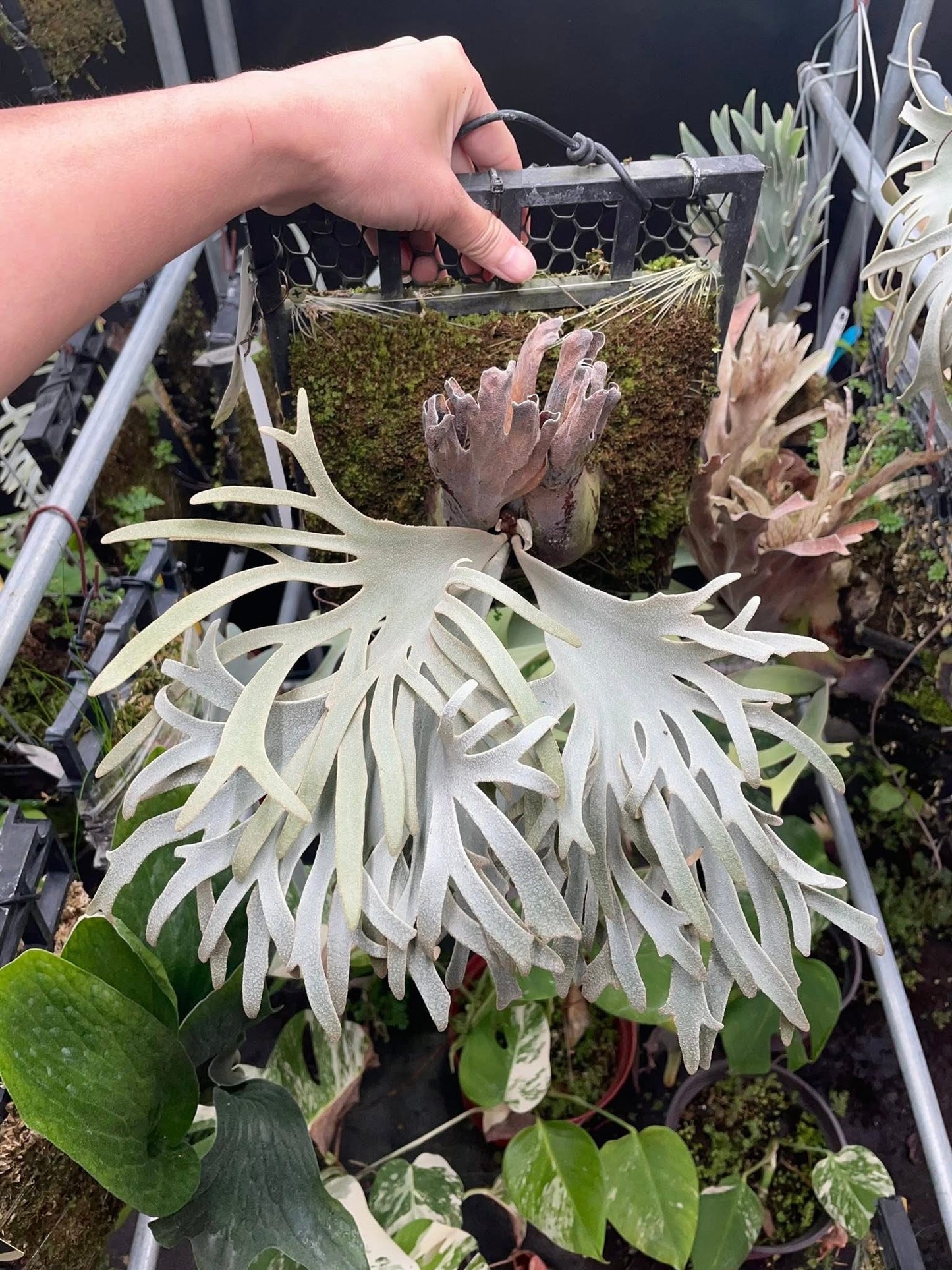 Platycerium Willinckii ‘Snorlax’