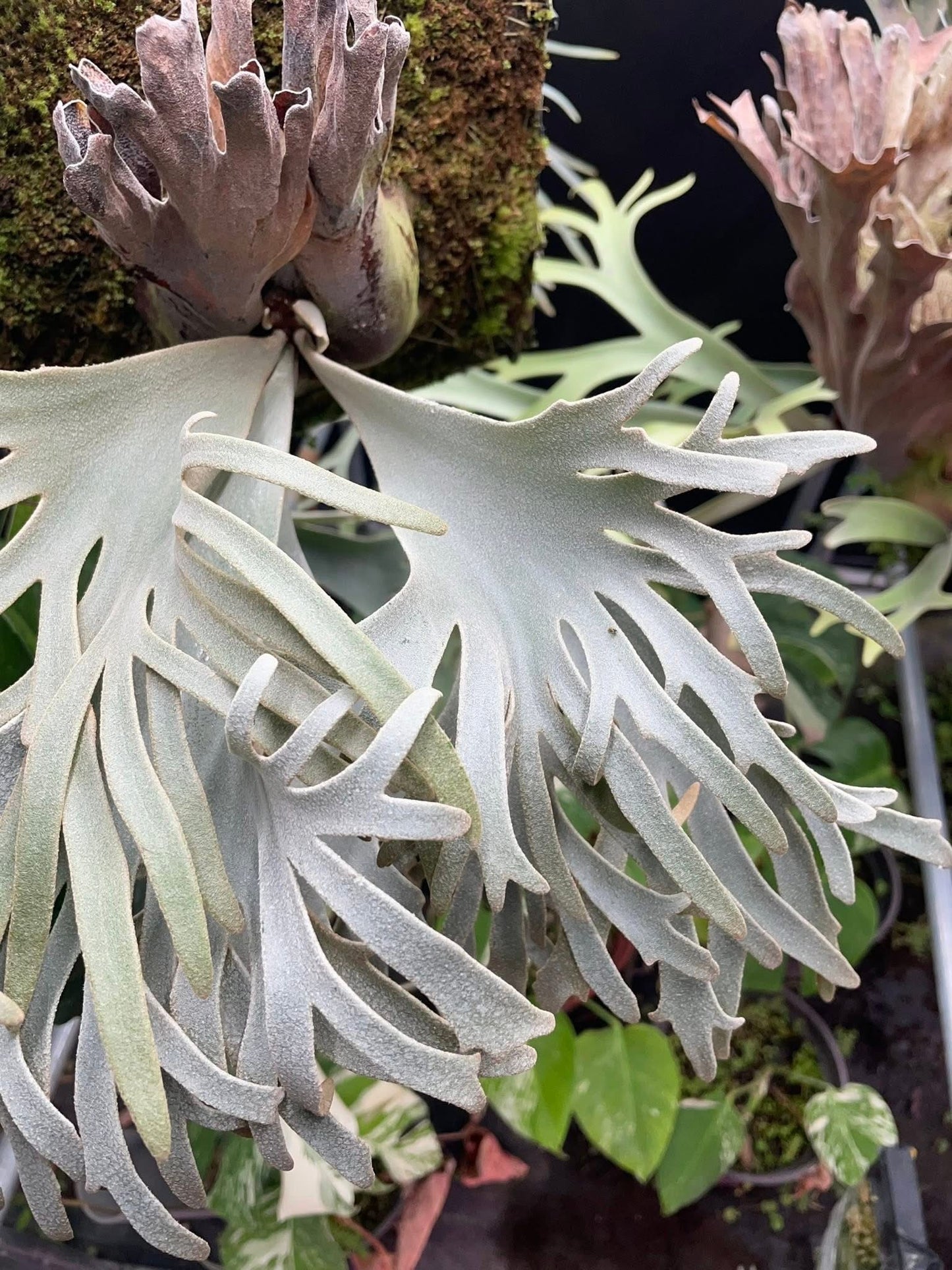 Platycerium Willinckii ‘Snorlax’