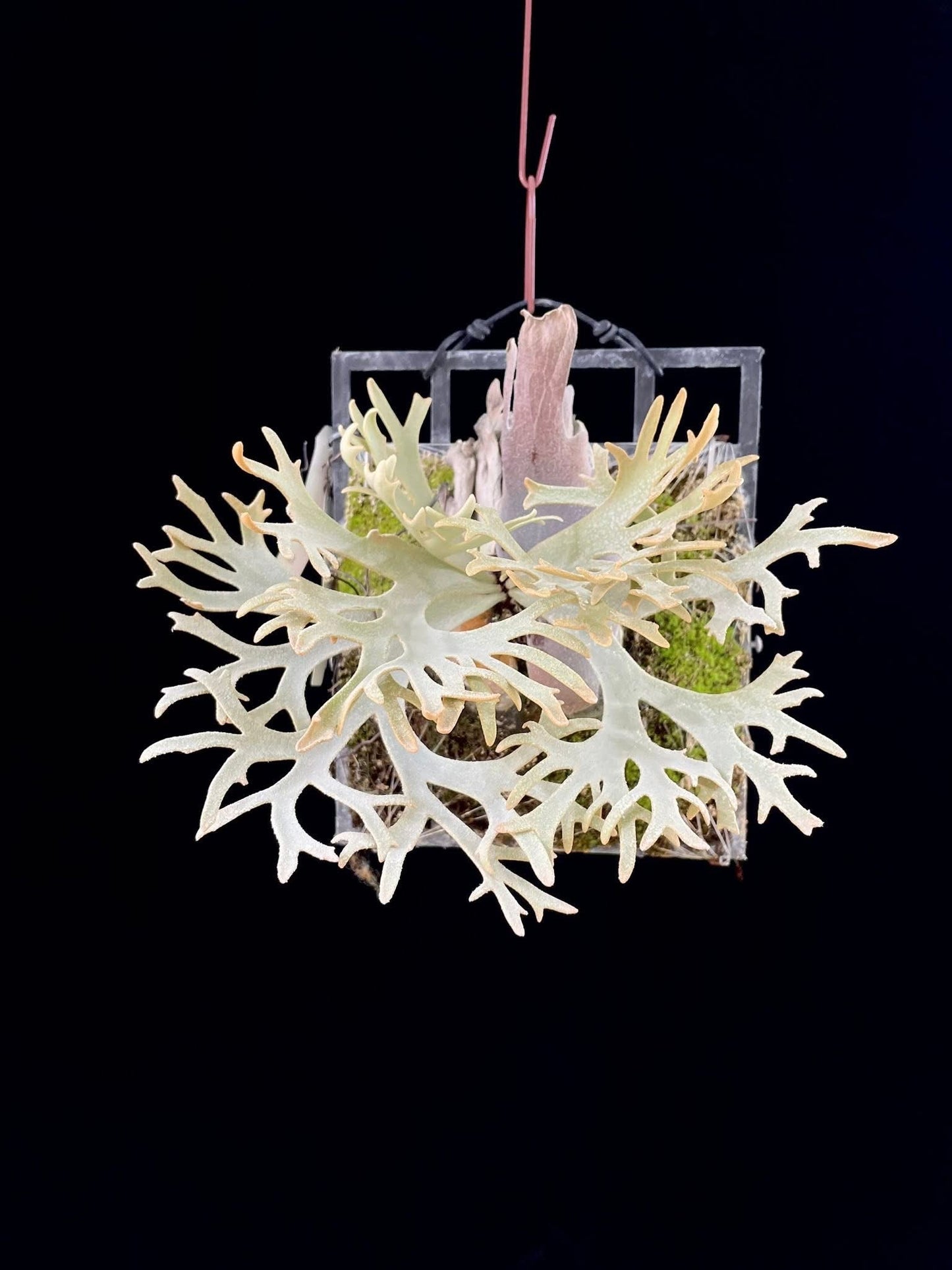 Platycerium Willinckii ‘Snorlax’