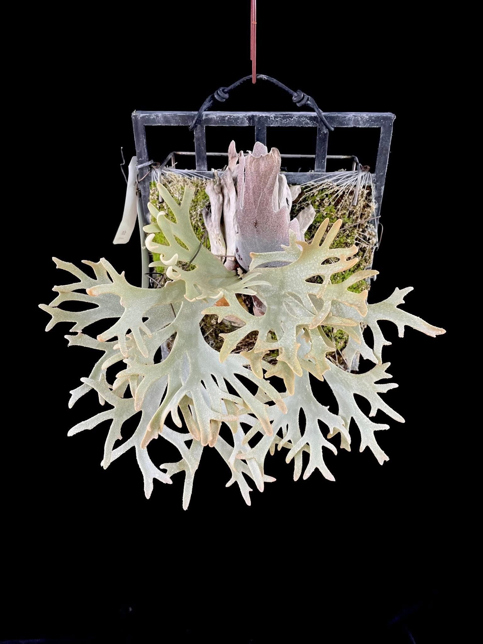 Platycerium Willinckii Plant - Willinckii Plant | Semi Mature Pup