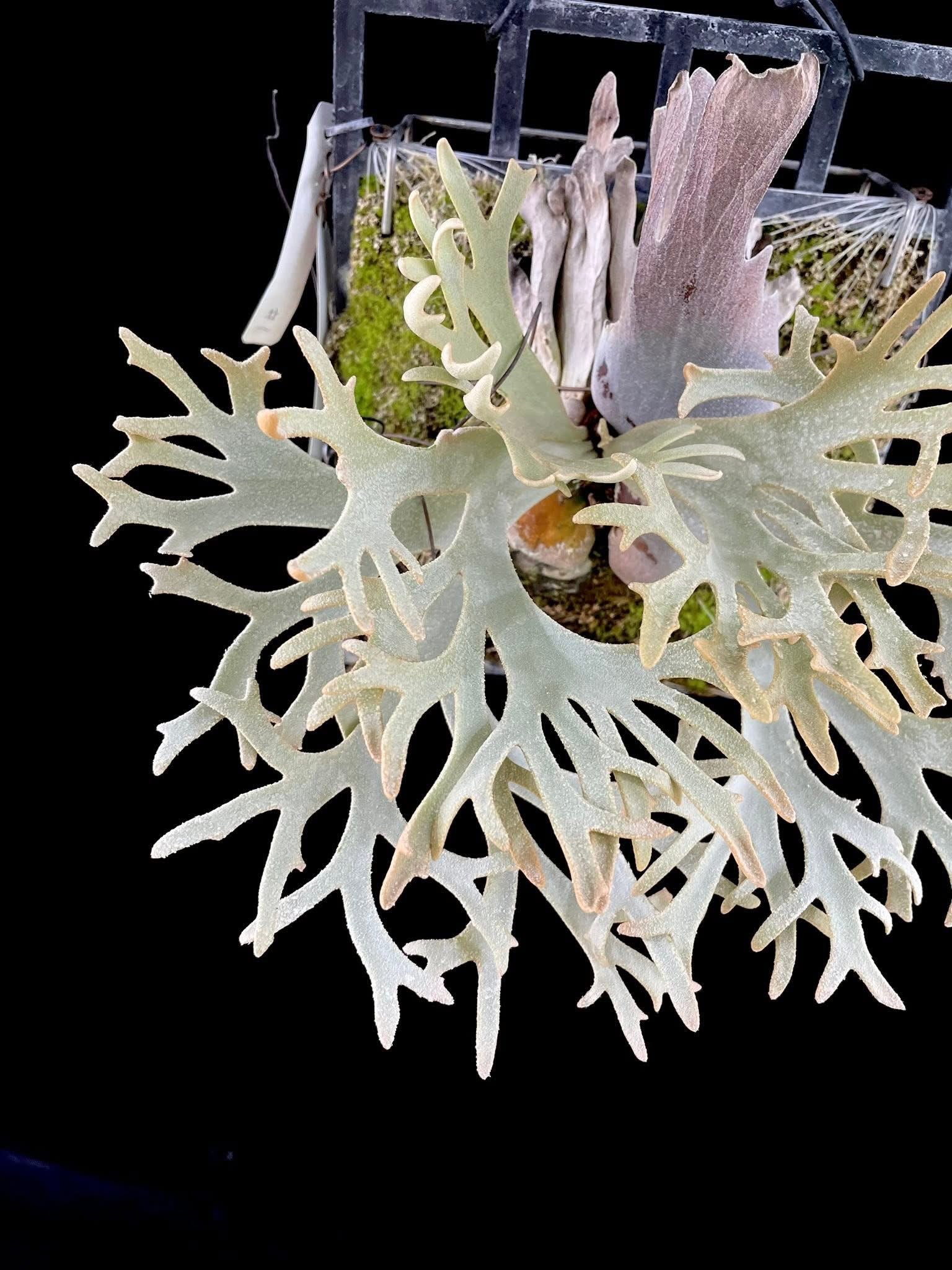 Platycerium Willinckii Plant - Willinckii Plant | Semi Mature Pup