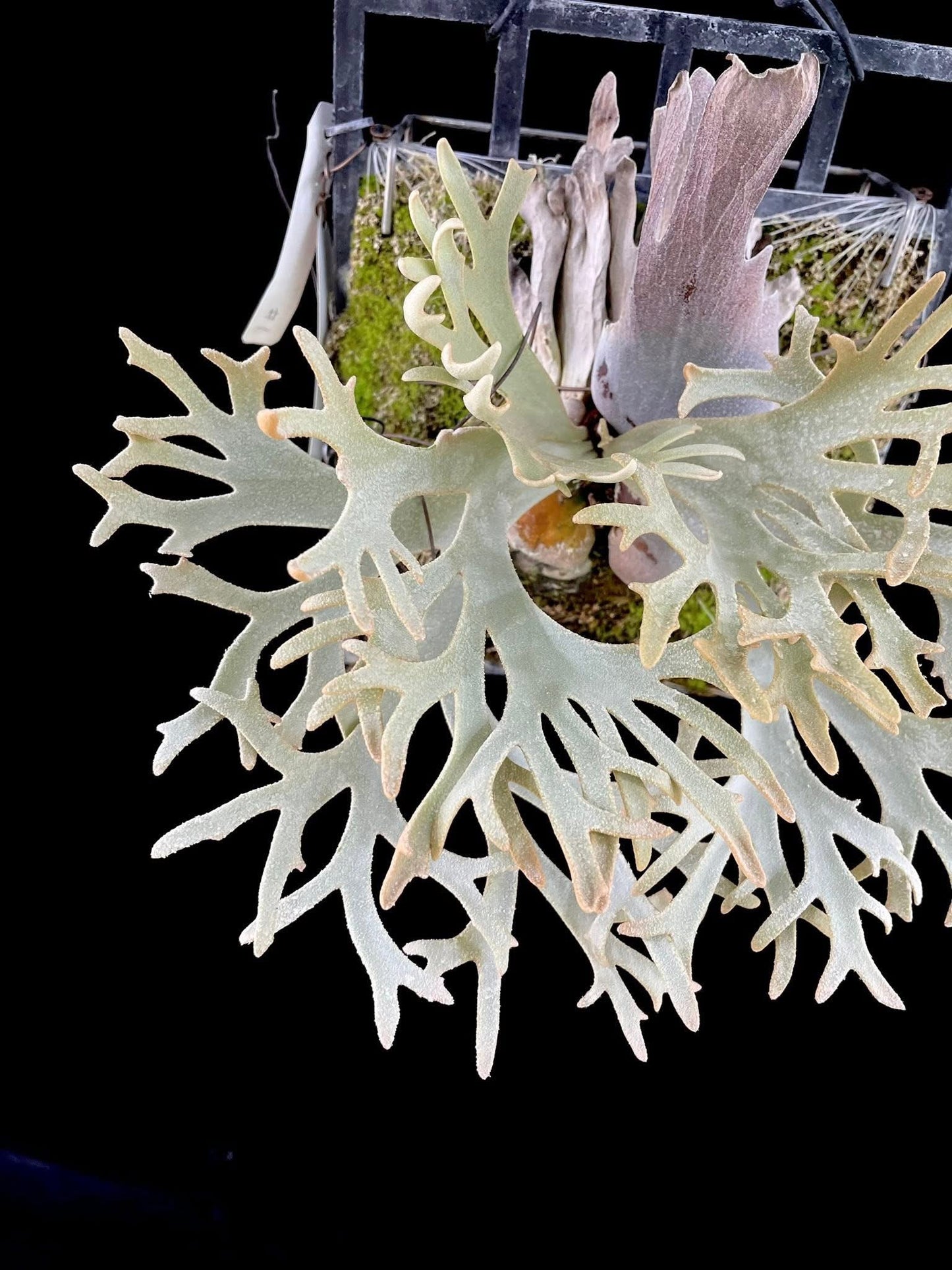 Platycerium Willinckii ‘Snorlax’