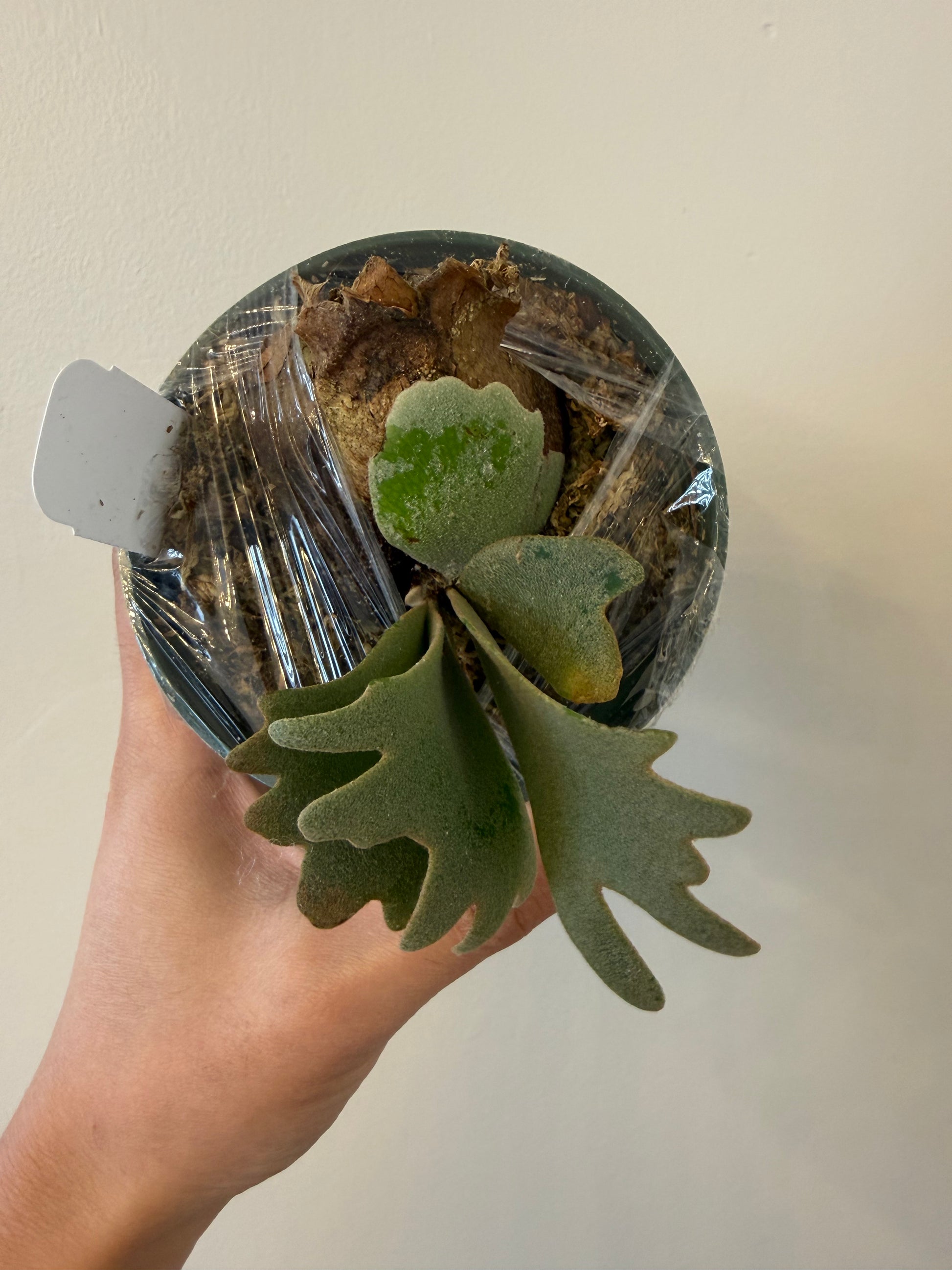 Platycerium Willinckii Plant - Willinckii Plant | Semi Mature Pup Platycerium Willinckii Plant - Willinckii Plant | Semi Mature Pup