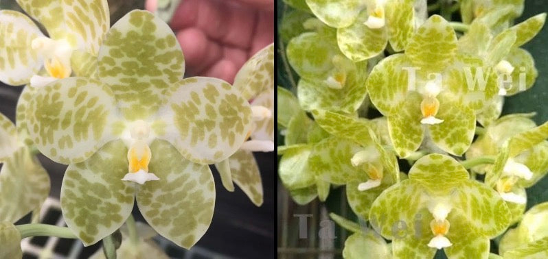 Phalaenopsis gigantea alba x sib