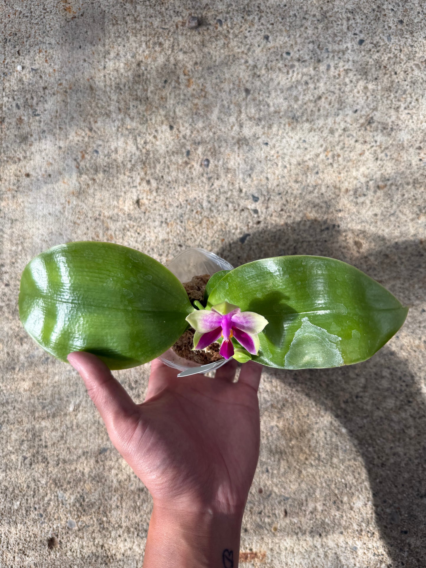 Phalaenopsis (Mainshow Mermaid x bellina delicata ‘Round’)