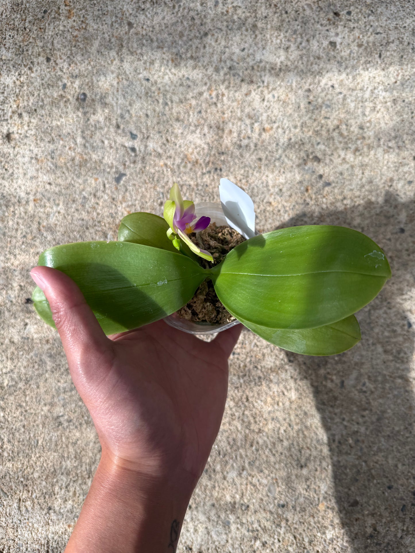 Phalaenopsis (LL Blue Family x Mituo 24 Solar Term)