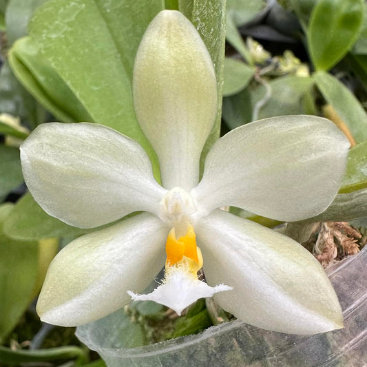 Phalaenopsis micholitzii x sib