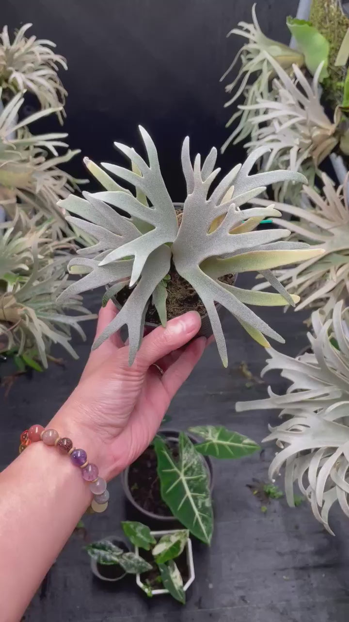 Willinckii Yellow Moon Spore - Rare Miniature Indoor Plant Willinckii Yellow Moon Spore - Rare Miniature Indoor Plant