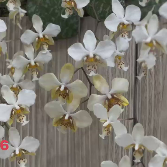 White orchid flowers on bamboo background