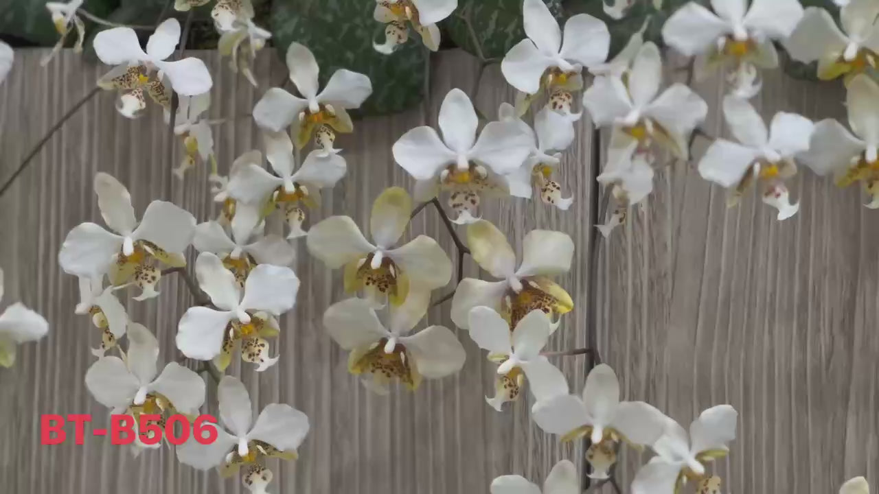 White orchid flowers on bamboo background