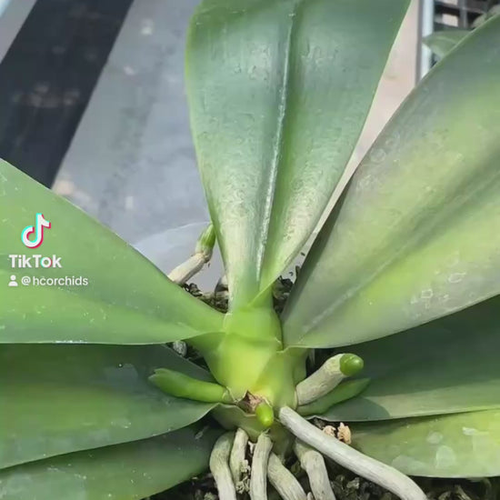 Young Phalaenopsis corningiana ‘Big Tree’ orchid plant with broad green leaves